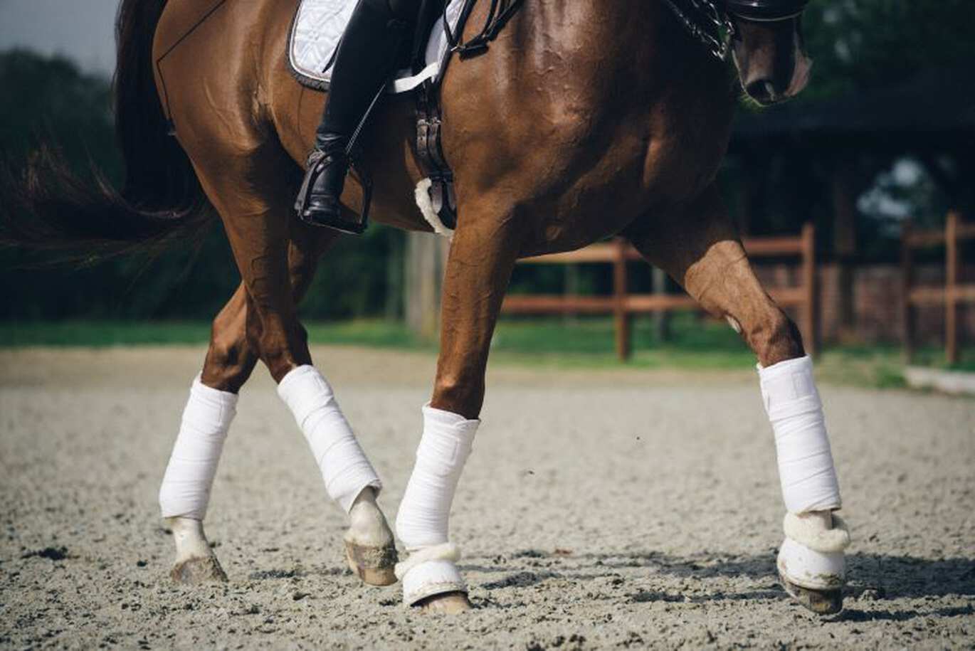 Pferd richtig bandagieren und Pferdebeine schützen