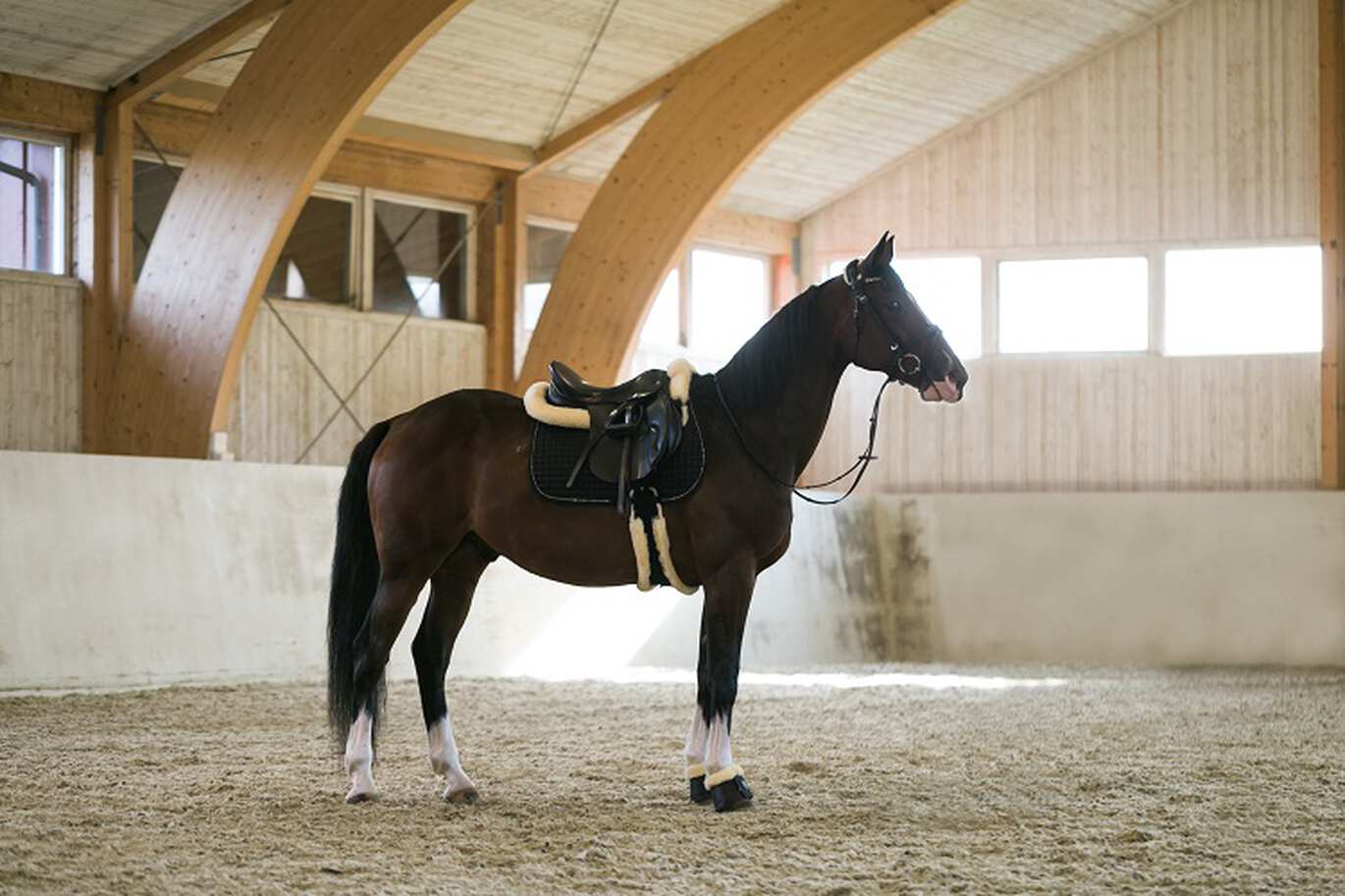 Welcher Sattelgurt ist der richtige für mein Pferd?