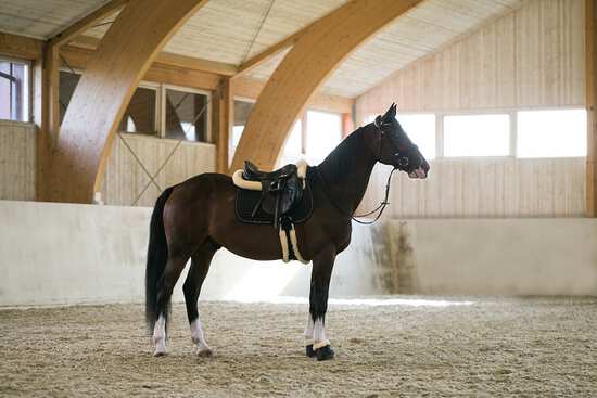 Welcher Sattelgurt ist der richtige für mein Pferd?