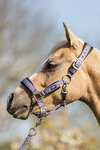BR Halfter f&uuml;r Pony / Mini Horse mit F&uuml;hrstrick
