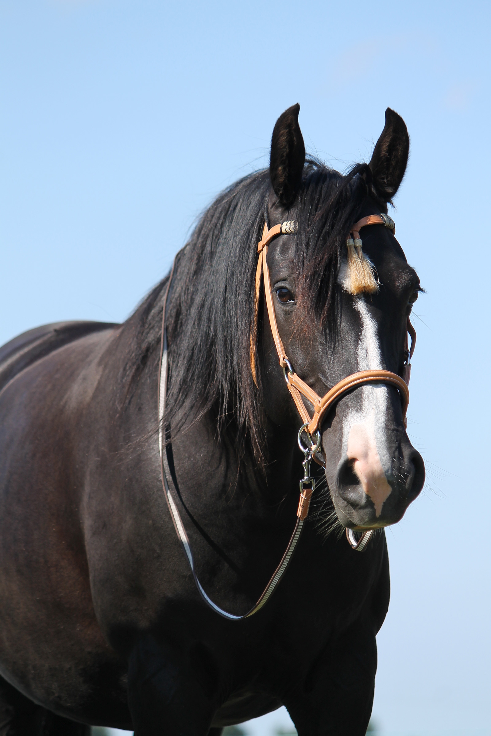 F.R.A. Freedom Riding Articles Shango Sidepull (System 3) Westerntrense