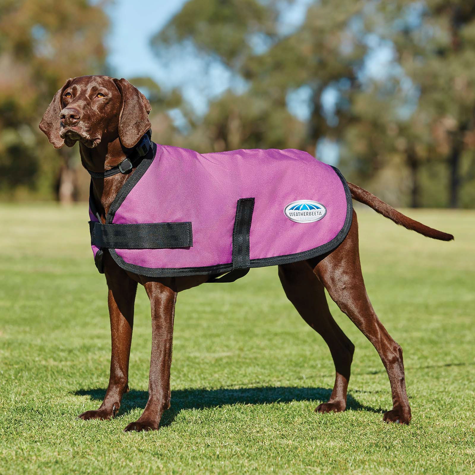 Pink Weatherbeeta Comfitec Classic Hundemantel (45-80cm)