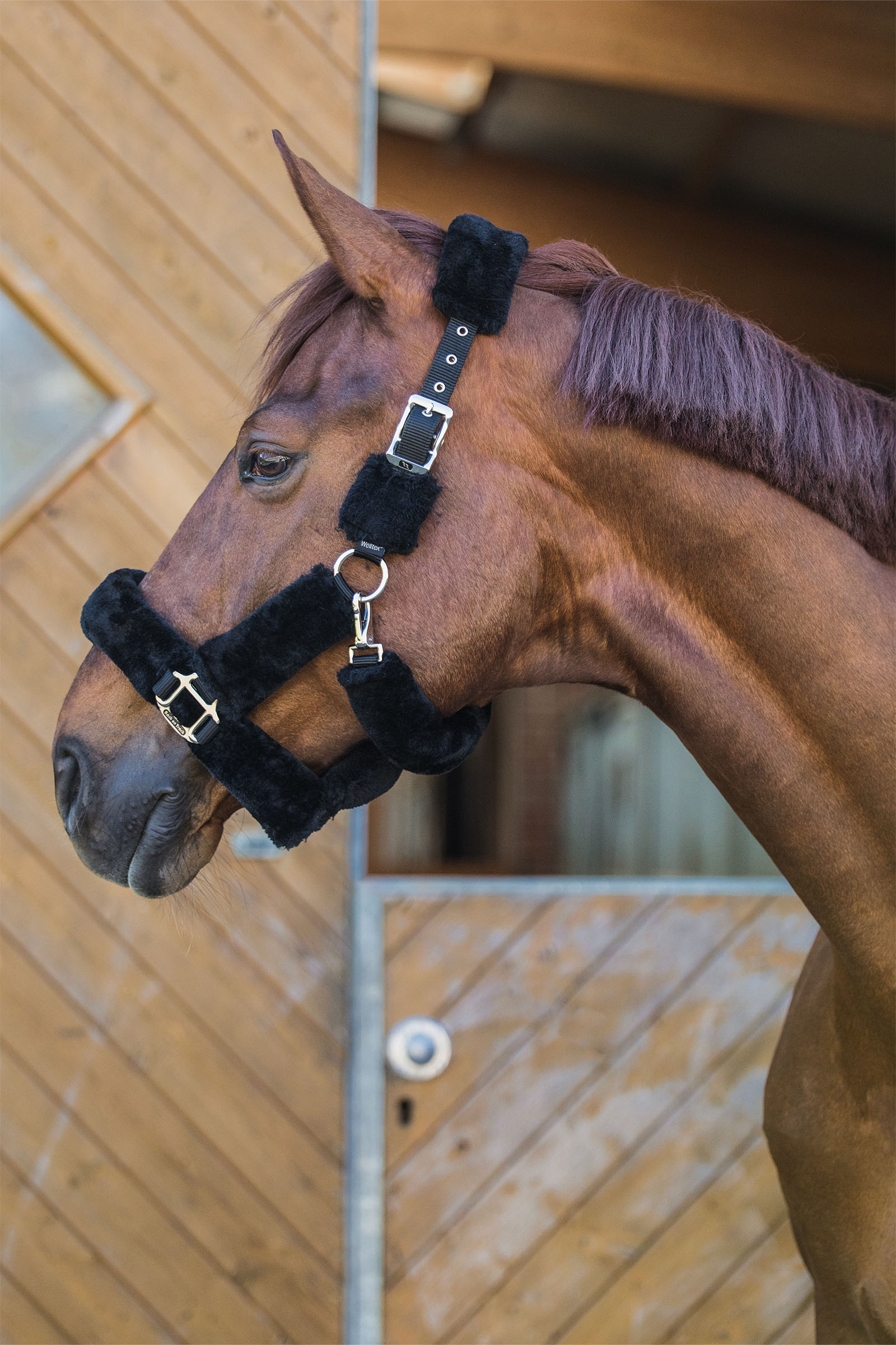 Back on Track Audrey Halfter