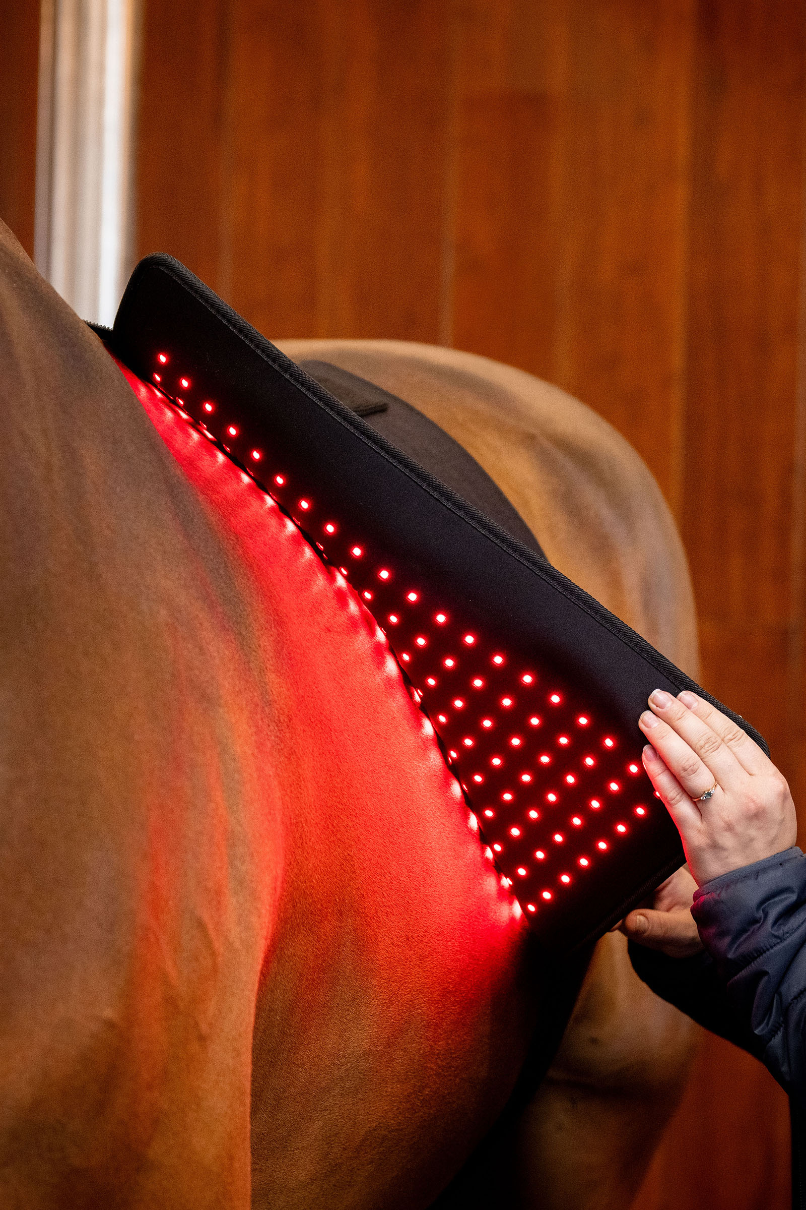 Horseware LED Rotlicht-Therapie Pad