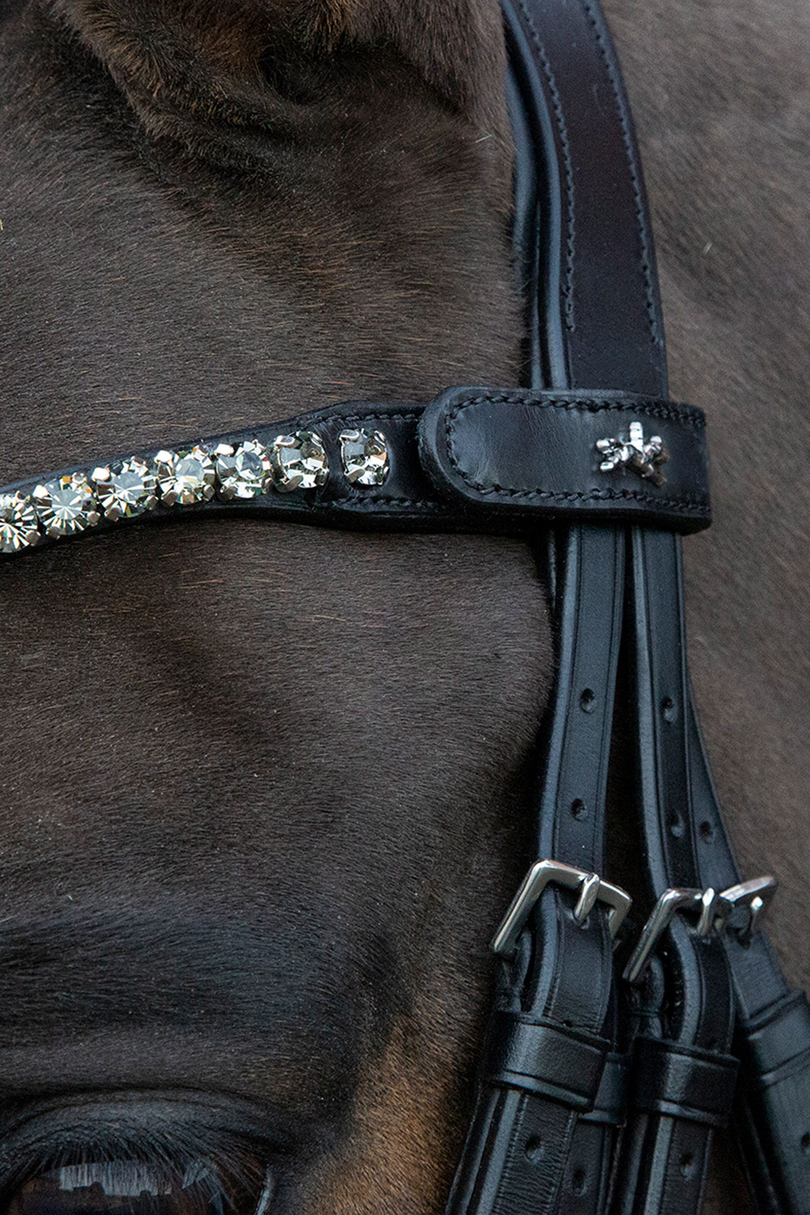 Schockem&ouml;hle Sports Milazzo Kandare