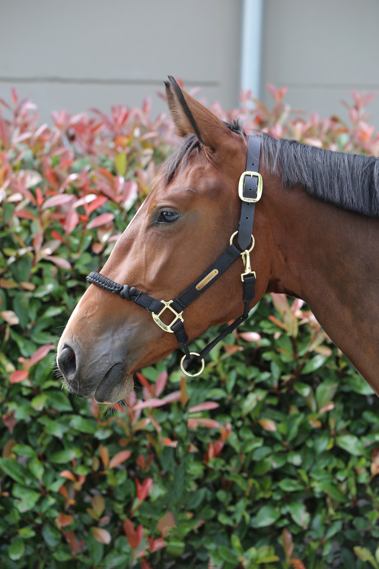 Kentucky Horsewear Control Halfter