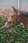 Kentucky Horsewear Control Halfter