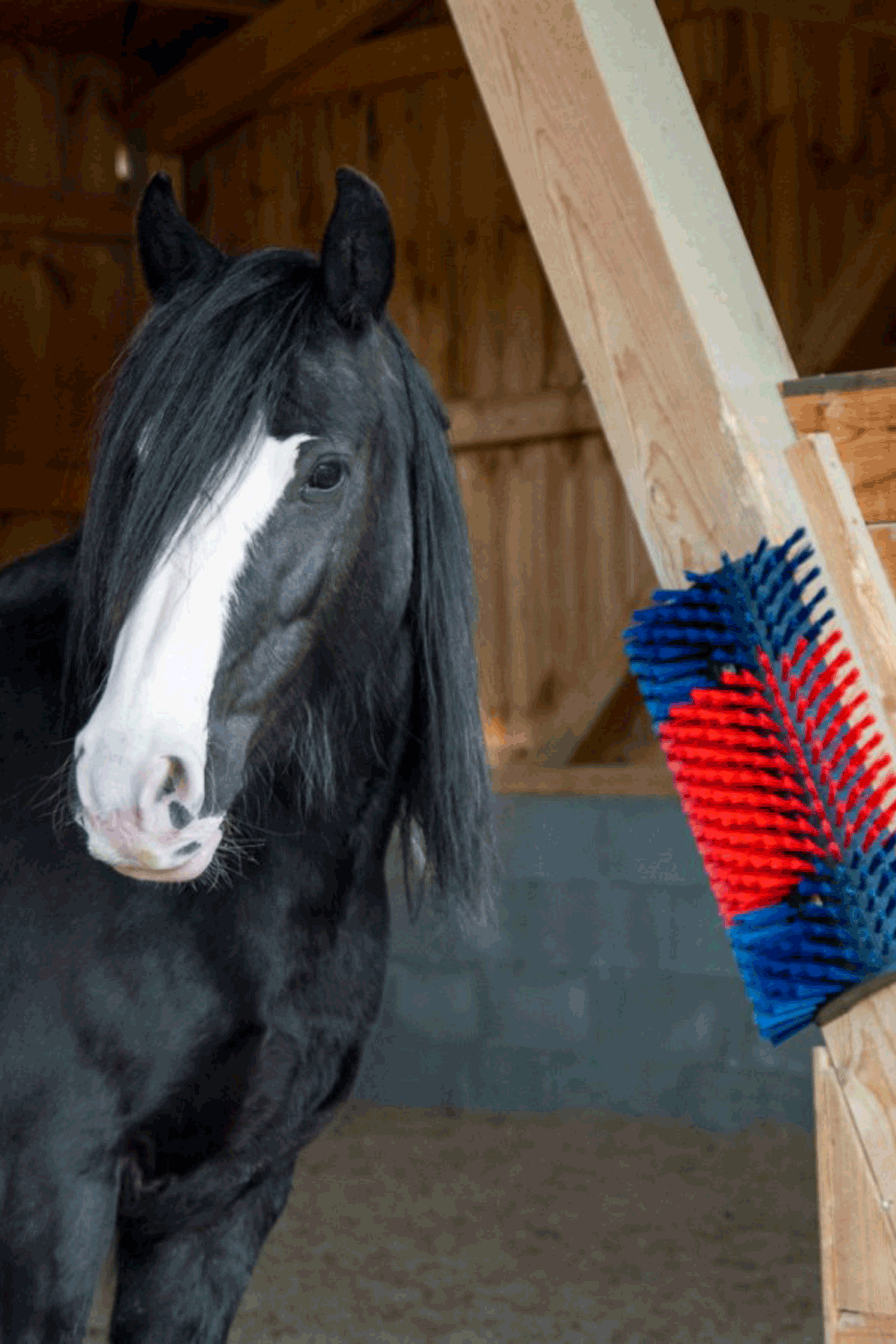 Kerbl XL Kratzbürste, rund