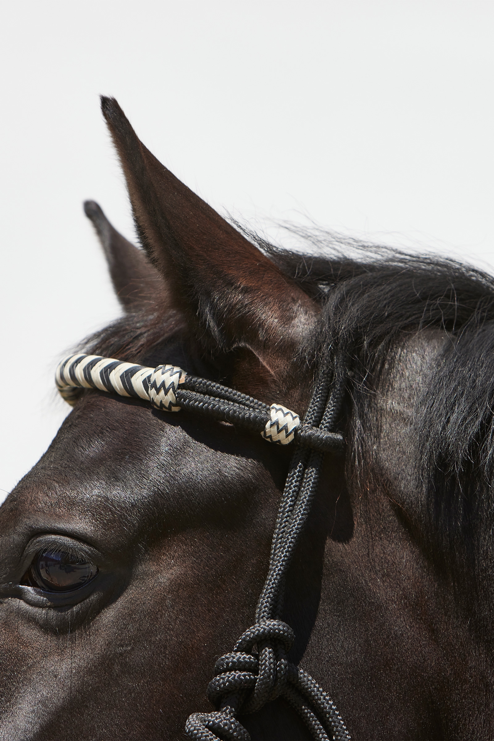 Kieffer Enya Knotenhalfter