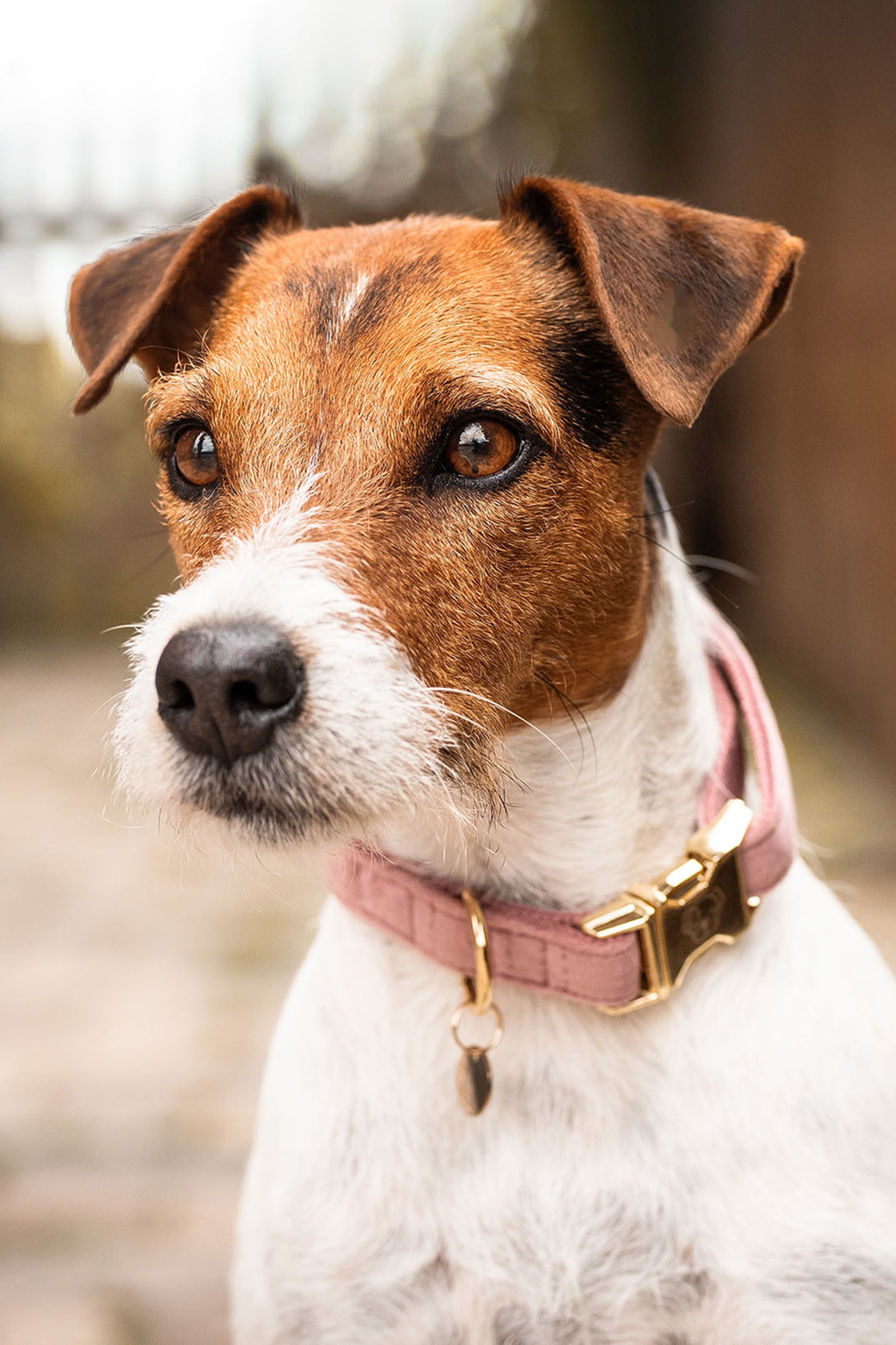 Raspberry Pink Kentucky Dogwear Hundehalsband Velvet