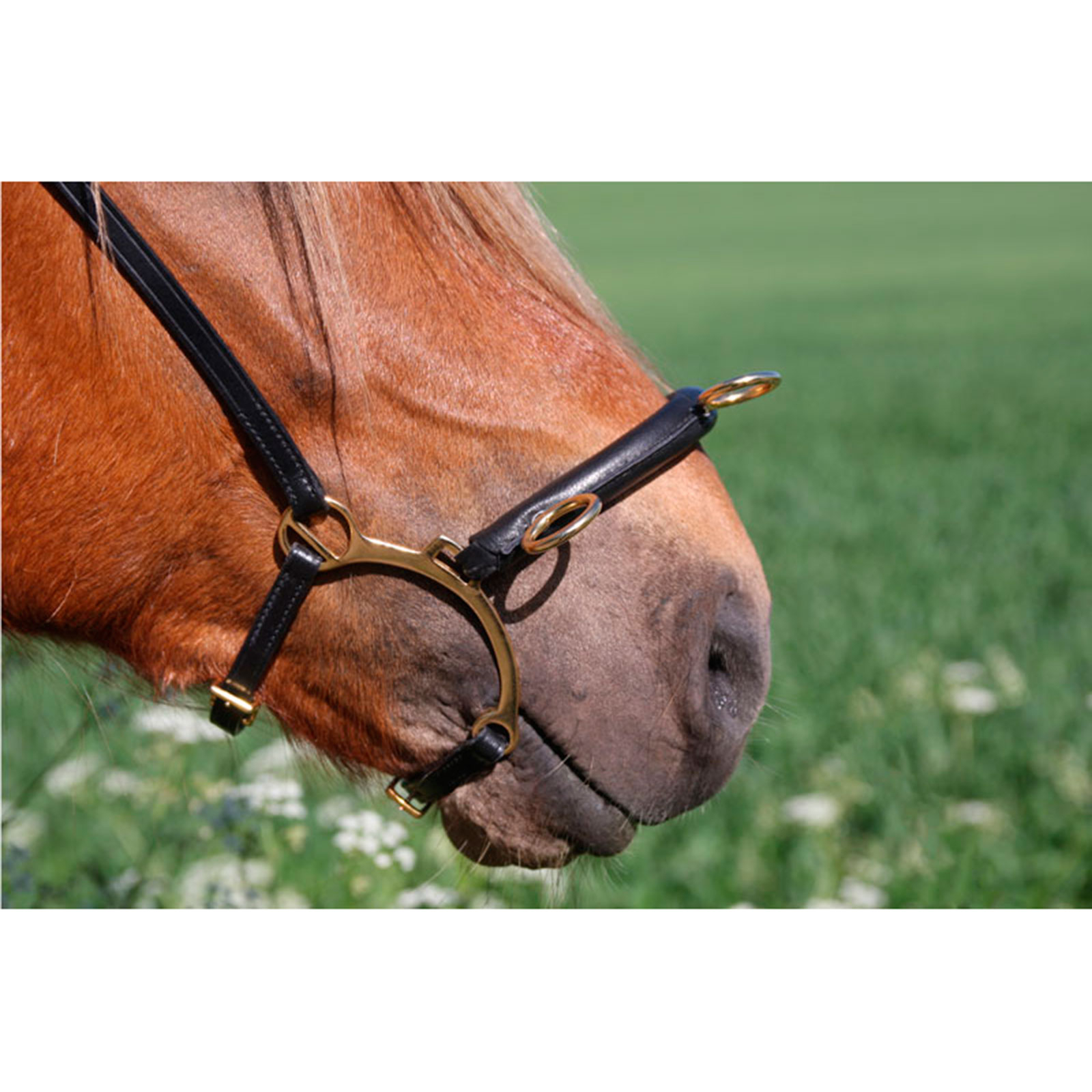Karlslund gebissloser Zaum mit Bügel
