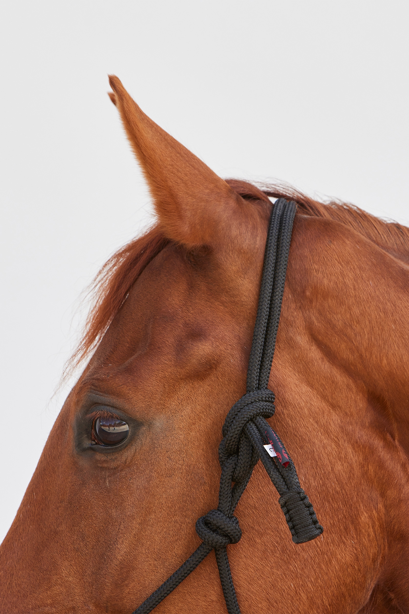 Kieffer Ruby Knotenhalfter