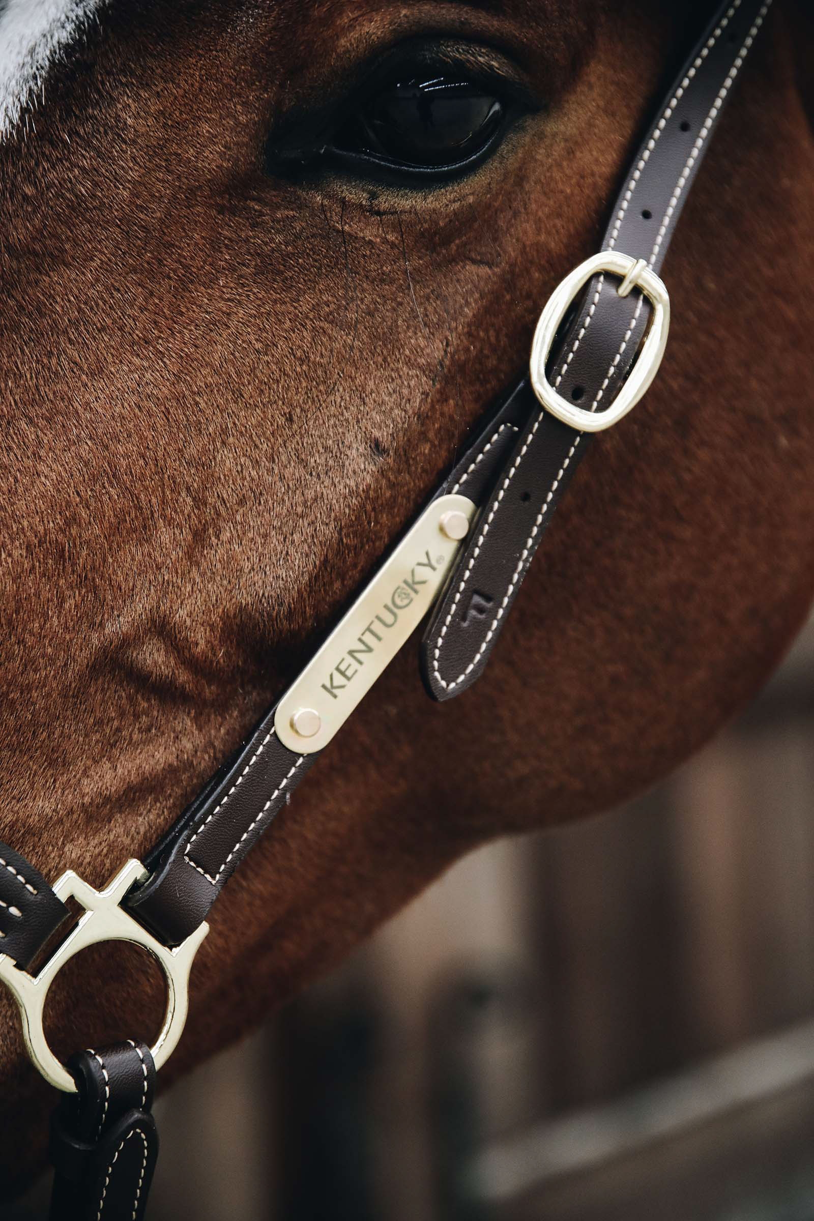 Kentucky Horsewear Stallhalfter Leder