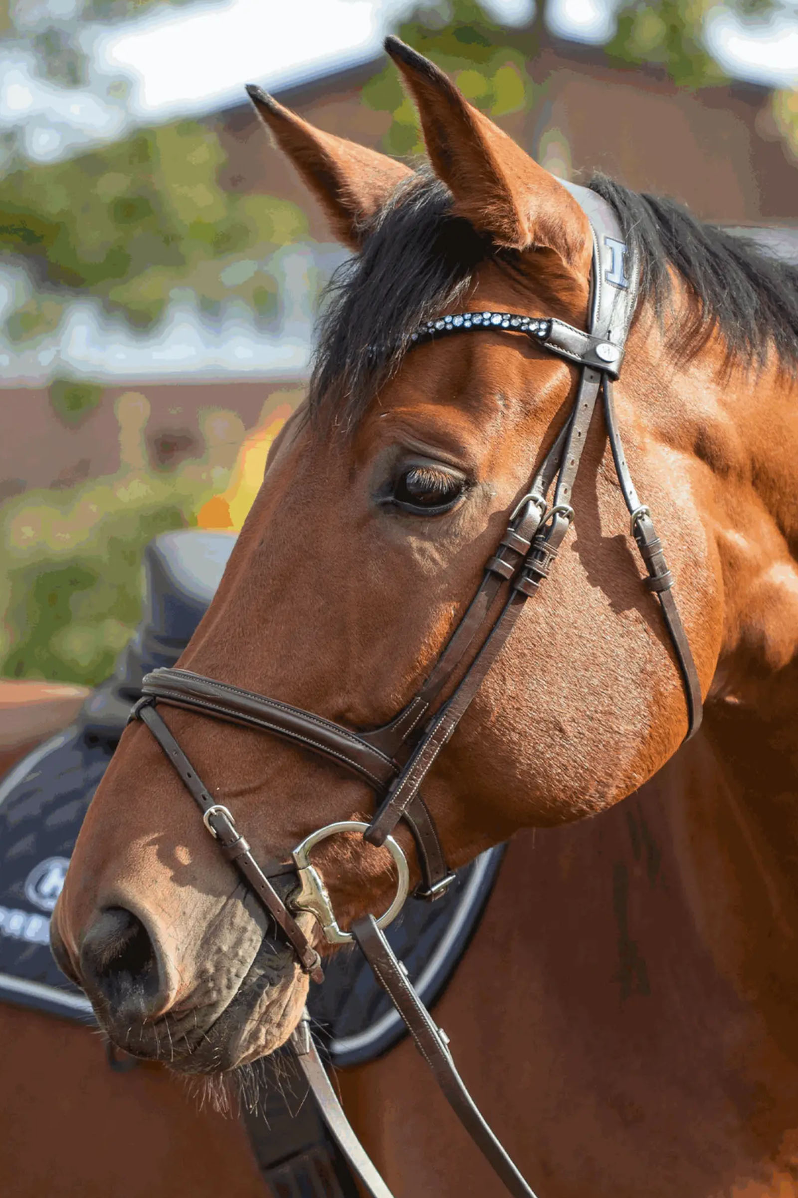 Sprenger Novocontact Olivenkopfgebiss 14mm Einfach Gebrochen Sensogan Mit D-Förmigen Ringen