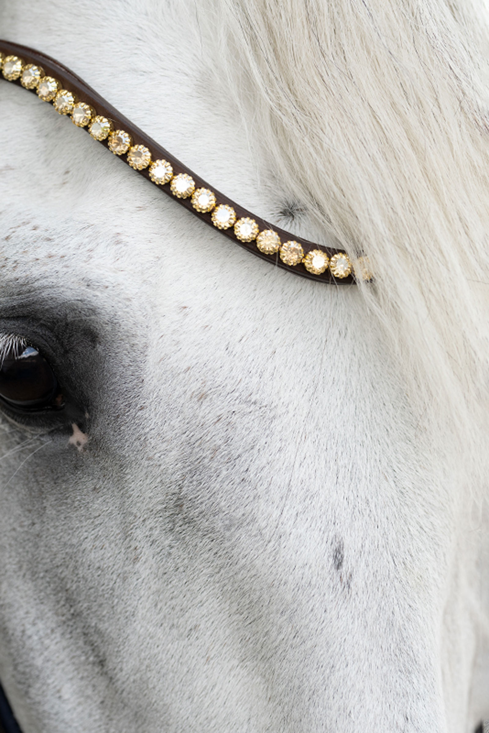 Kavalkade Caliano Englische Trense