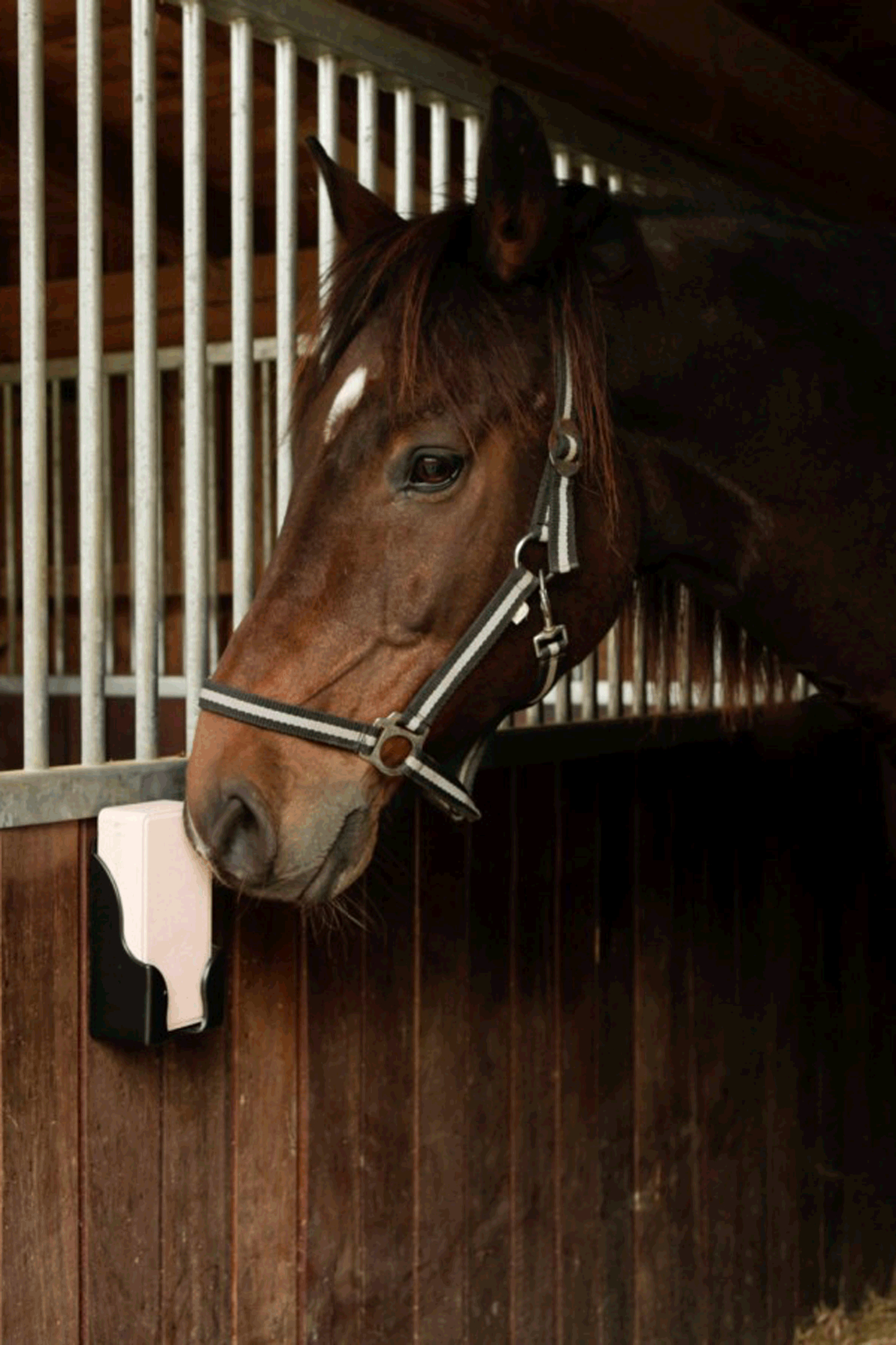 Kerbl Lick-Halter für rechteckige Licks