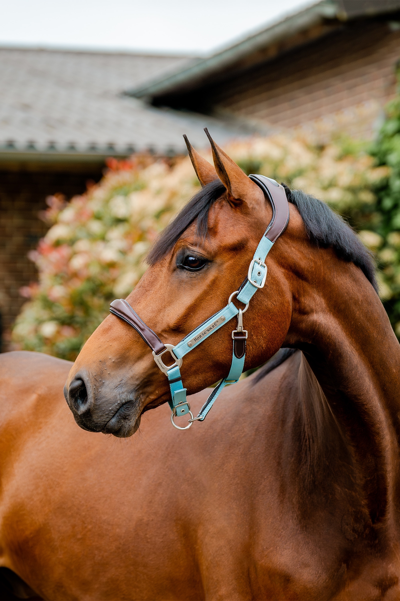 Brown/Blue Haze Horseware Signature Show Halfter