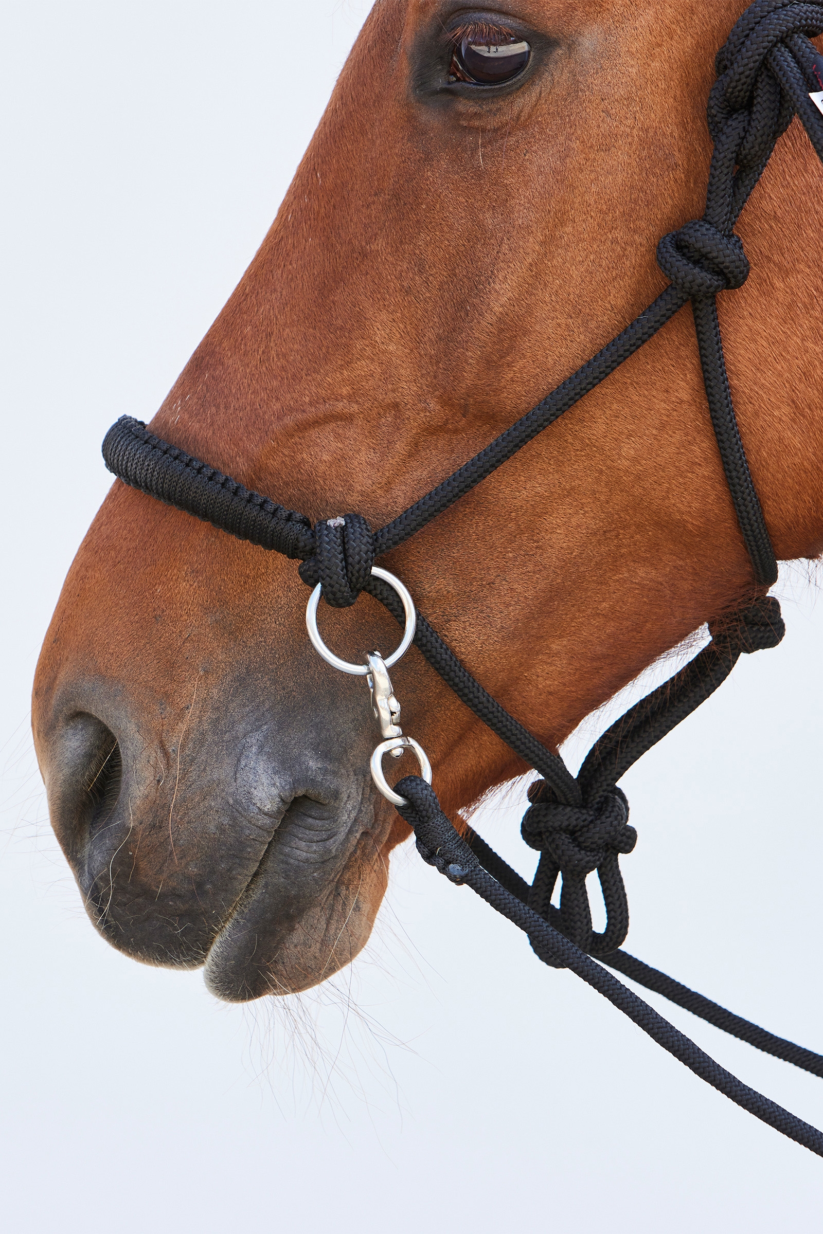 Kieffer Ruby Knotenhalfter