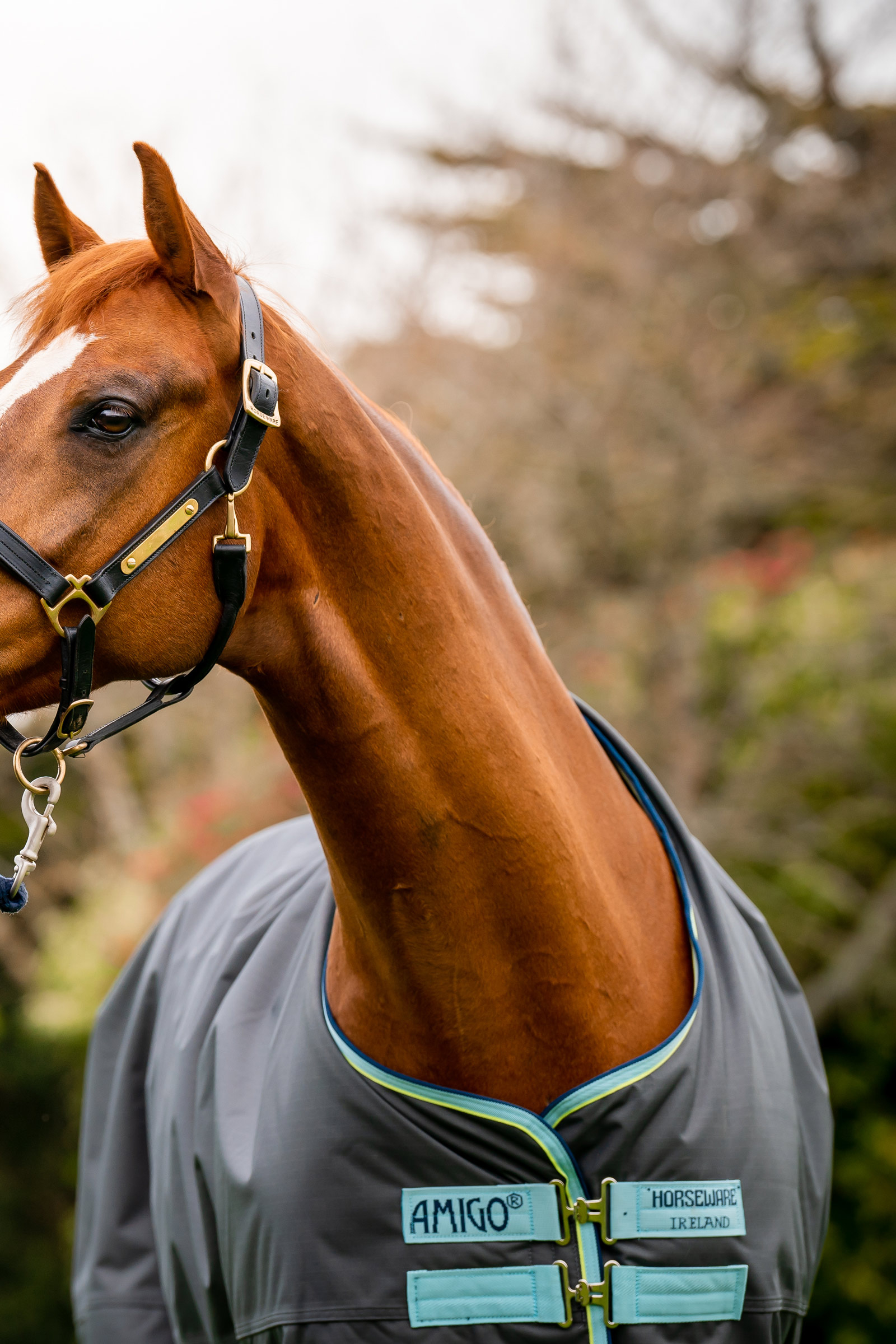Horseware Amigo Hero Ripstop Plus Weidedecke mit abnehmbarem Hals, 200g