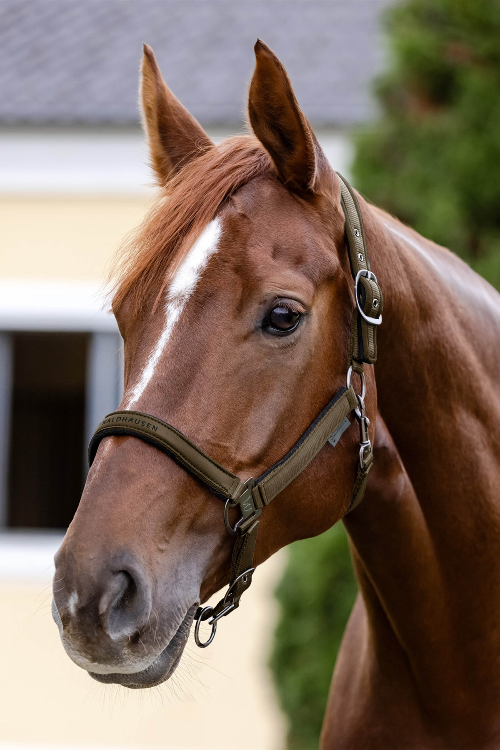 Waldhausen Athletic Halfter