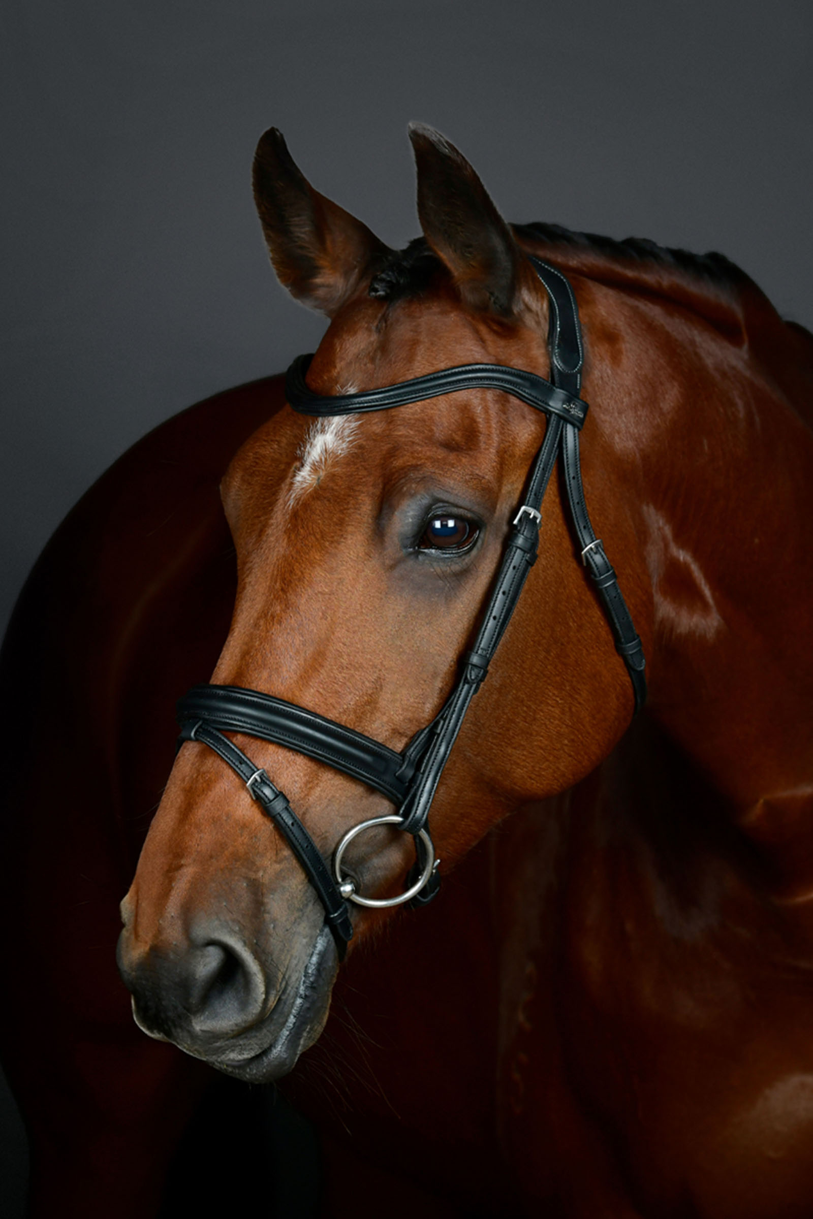 Black Collegiate Comfitec Opulux schlichte, gepolsterte Trense mit kombiniertem hannoverschem Reithalfter