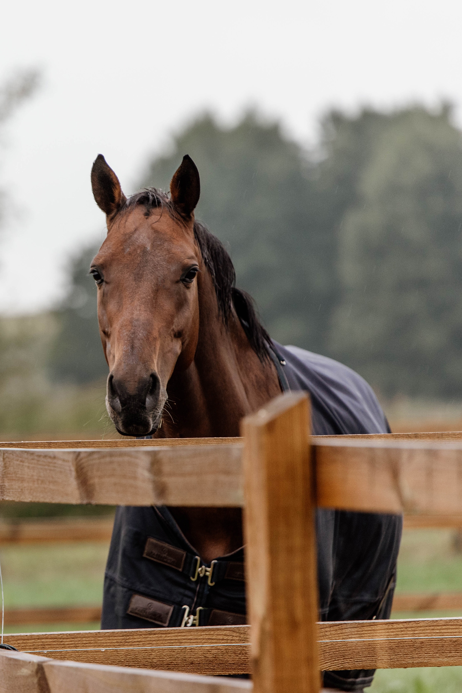 Kentucky Horsewear All Weather Weidedecke,  300g