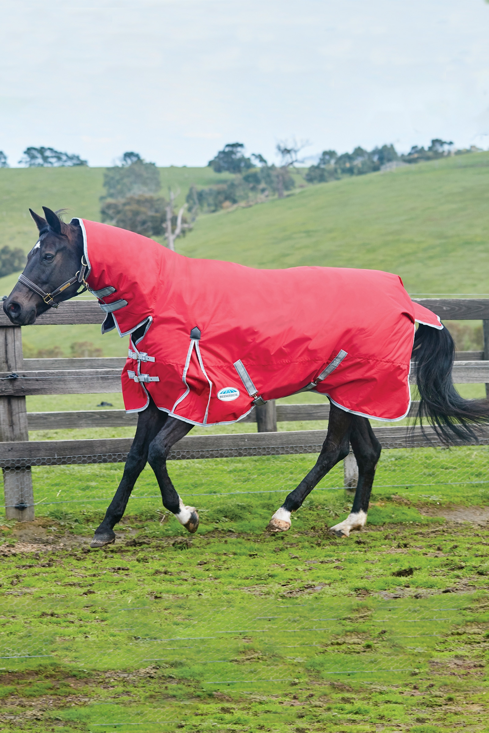 Weatherbeeta Comfitec Classic Weidedecke mit integriertem Halsteil, 50g