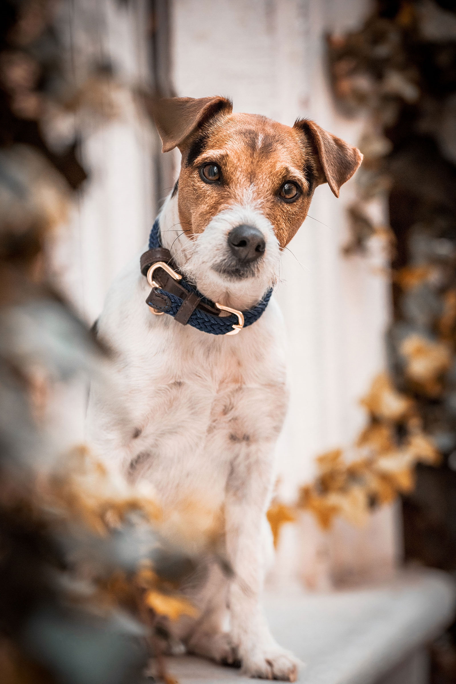 Kentucky Dogwear Geflochtenes Nylon Hundehalsband