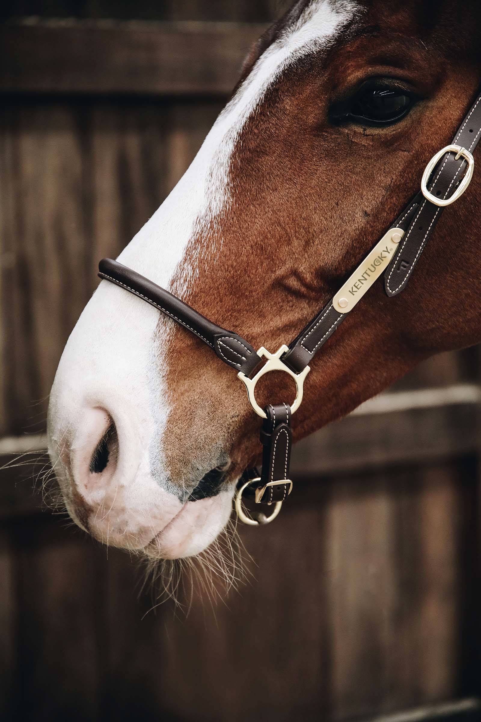 Kentucky Horsewear Stallhalfter Leder