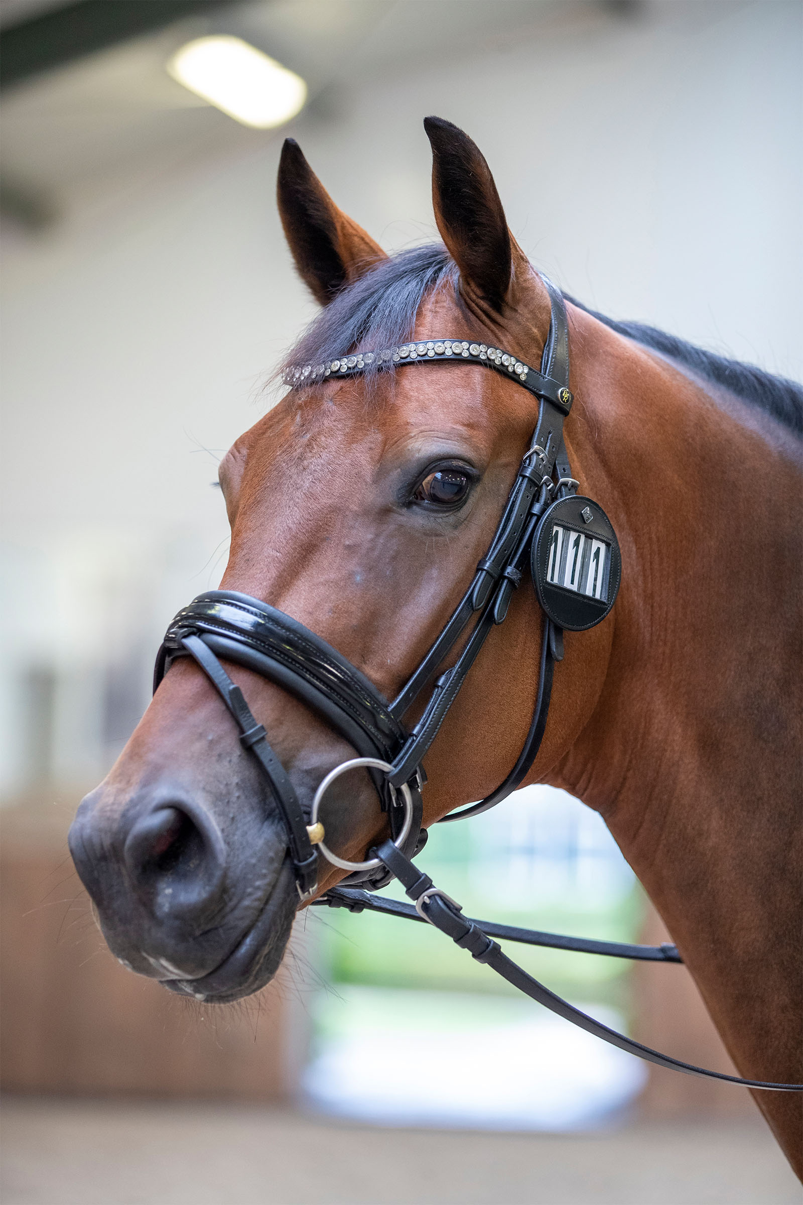 LeMieux Trensenummerhalter (1 St&uuml;ck)