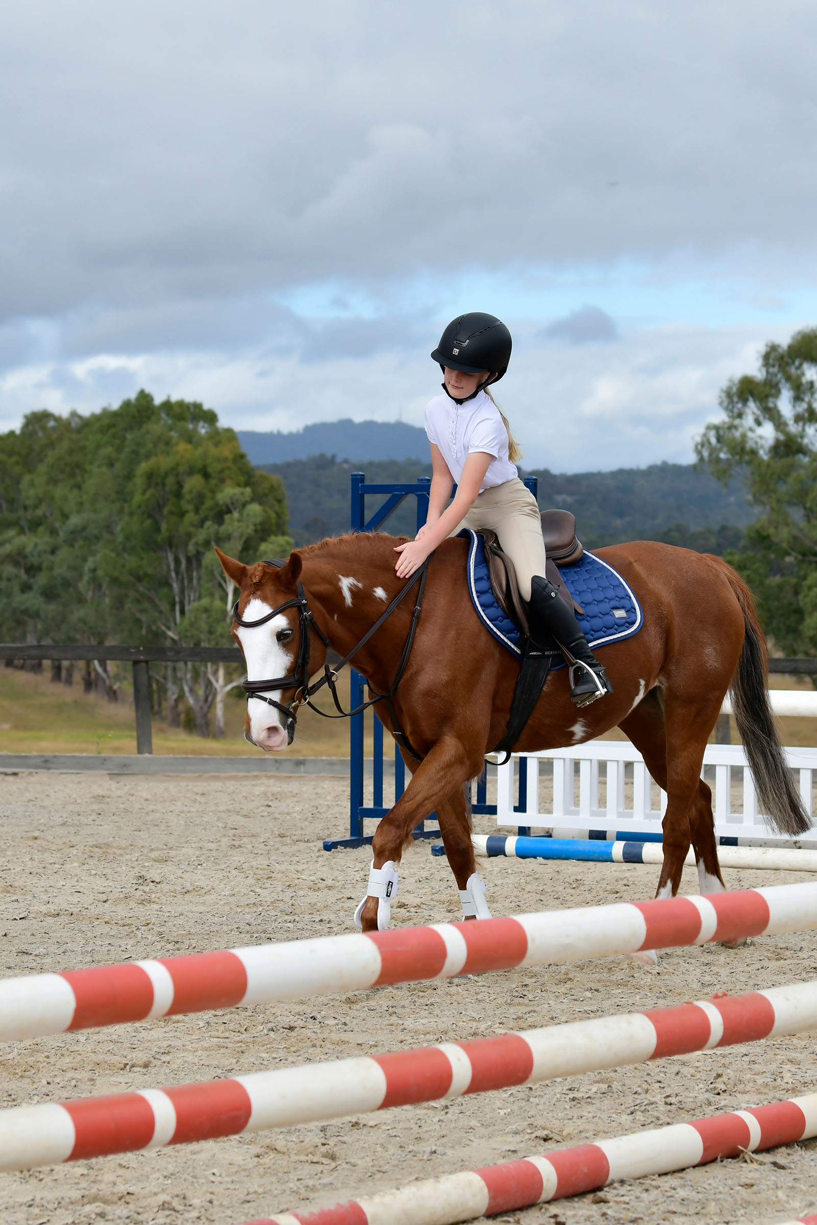 Collegiate Comfitec Opulux schlichte, gepolsterte Trense mit kombiniertem hannoverschem Reithalfter