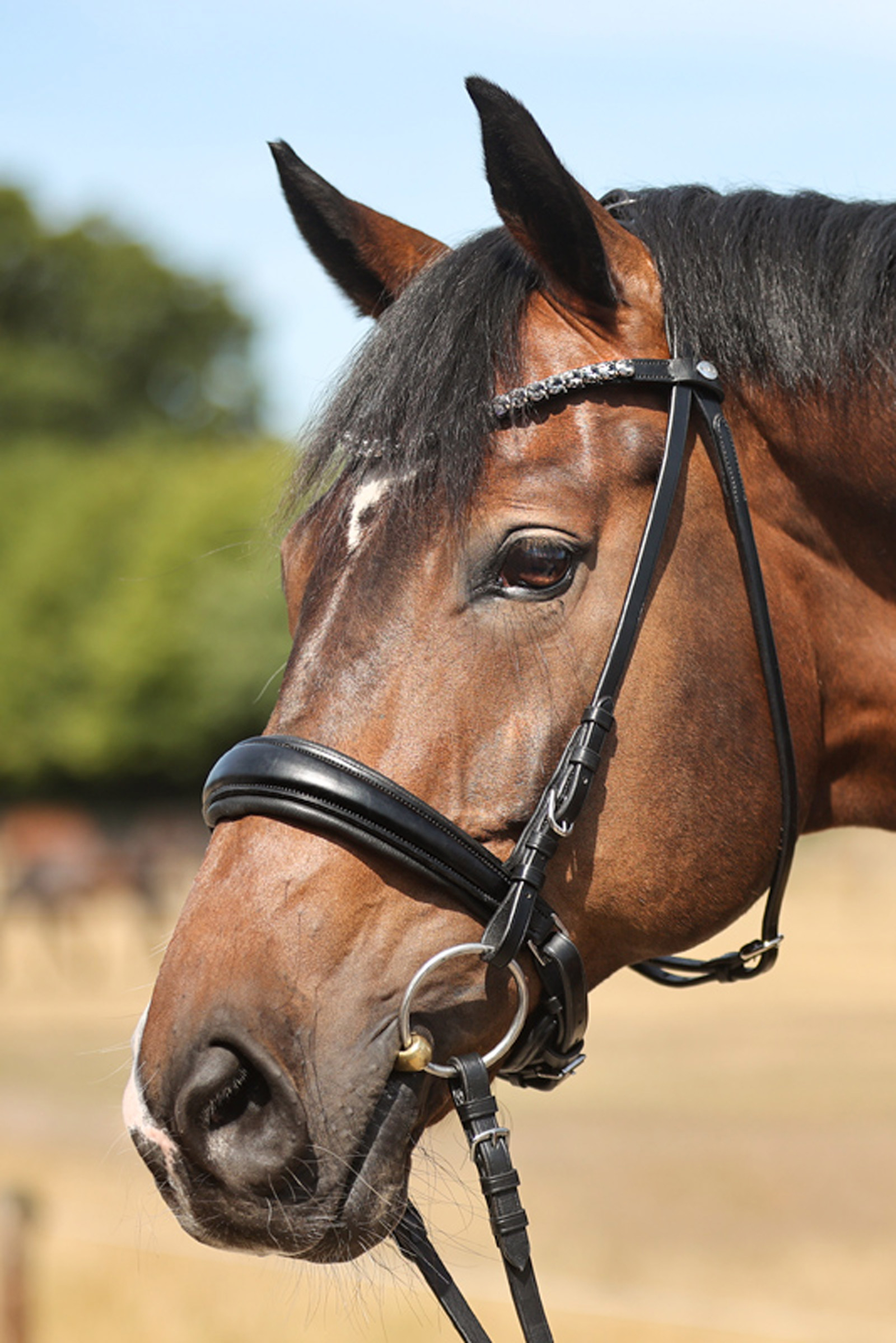 Kavalkade Ayana KavalSH4 Trense