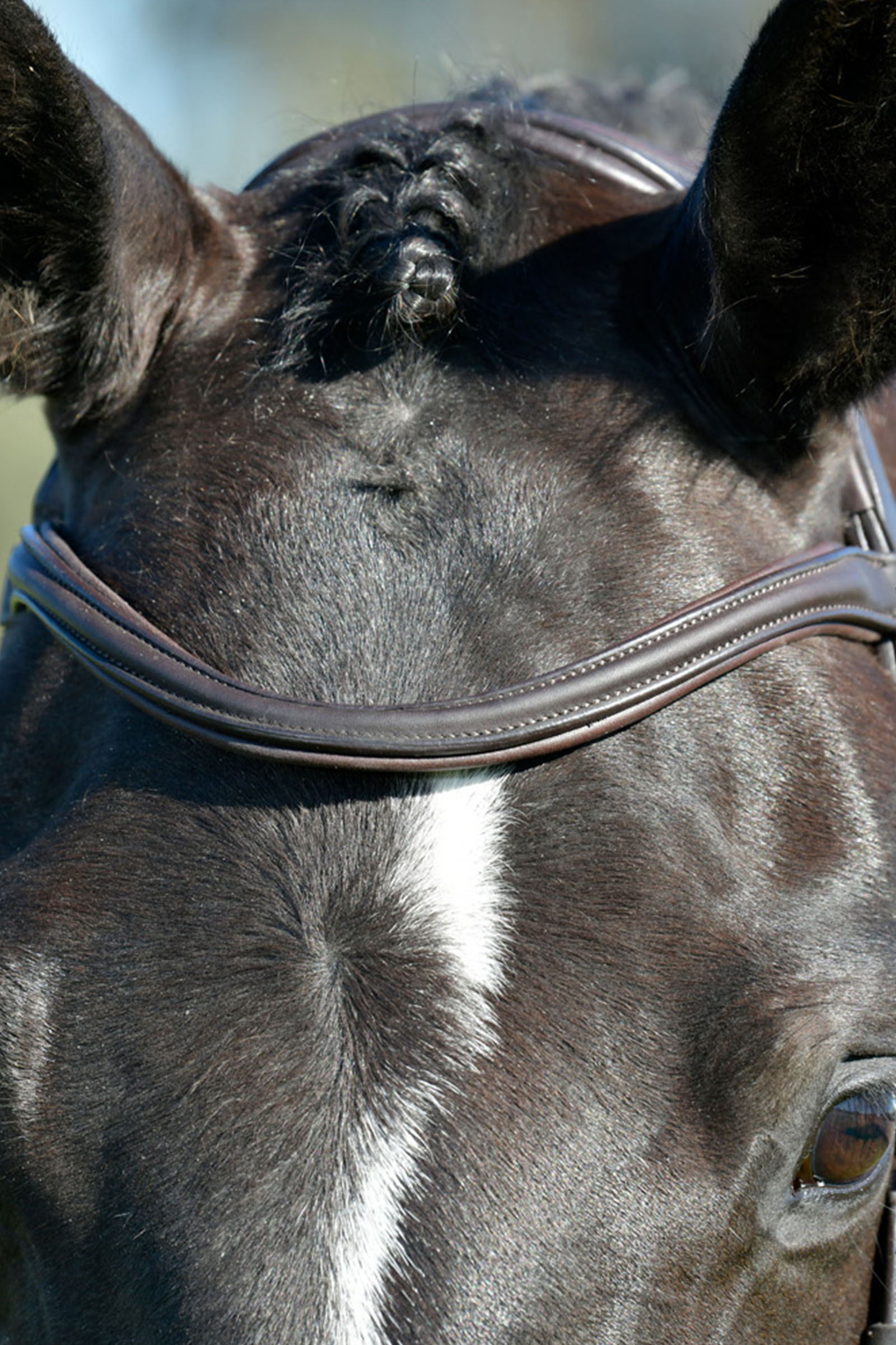 Collegiate Comfitec Opulux schlichte, gepolsterte Trense mit kombiniertem hannoverschem Reithalfter