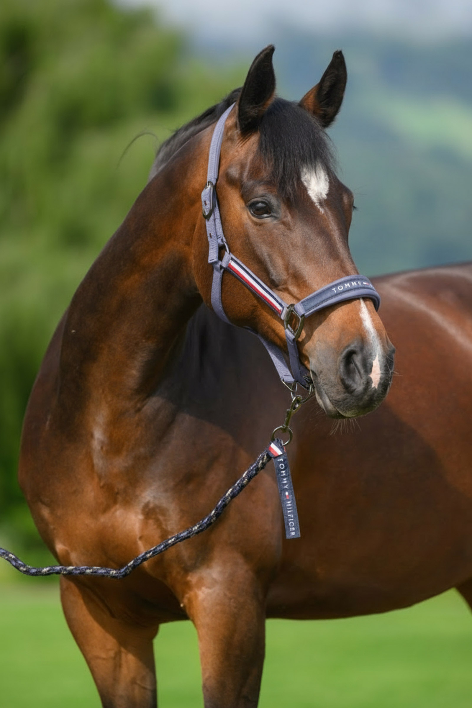 Faded Indigo Tommy Hilfiger Equestrian Yale Halfter- und F&uuml;hrstrick-Set
