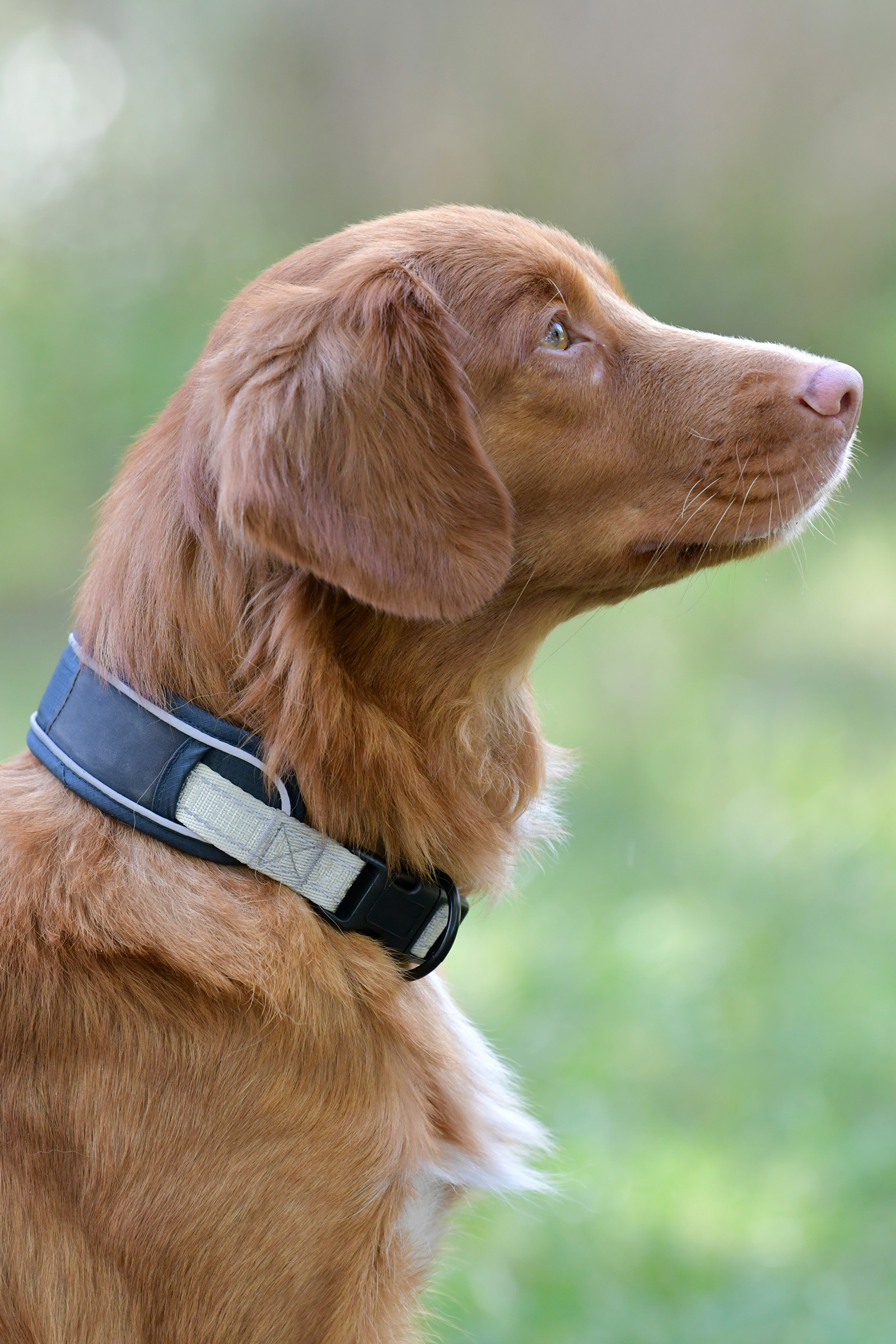 Weatherbeeta Explorer Hundehalsband