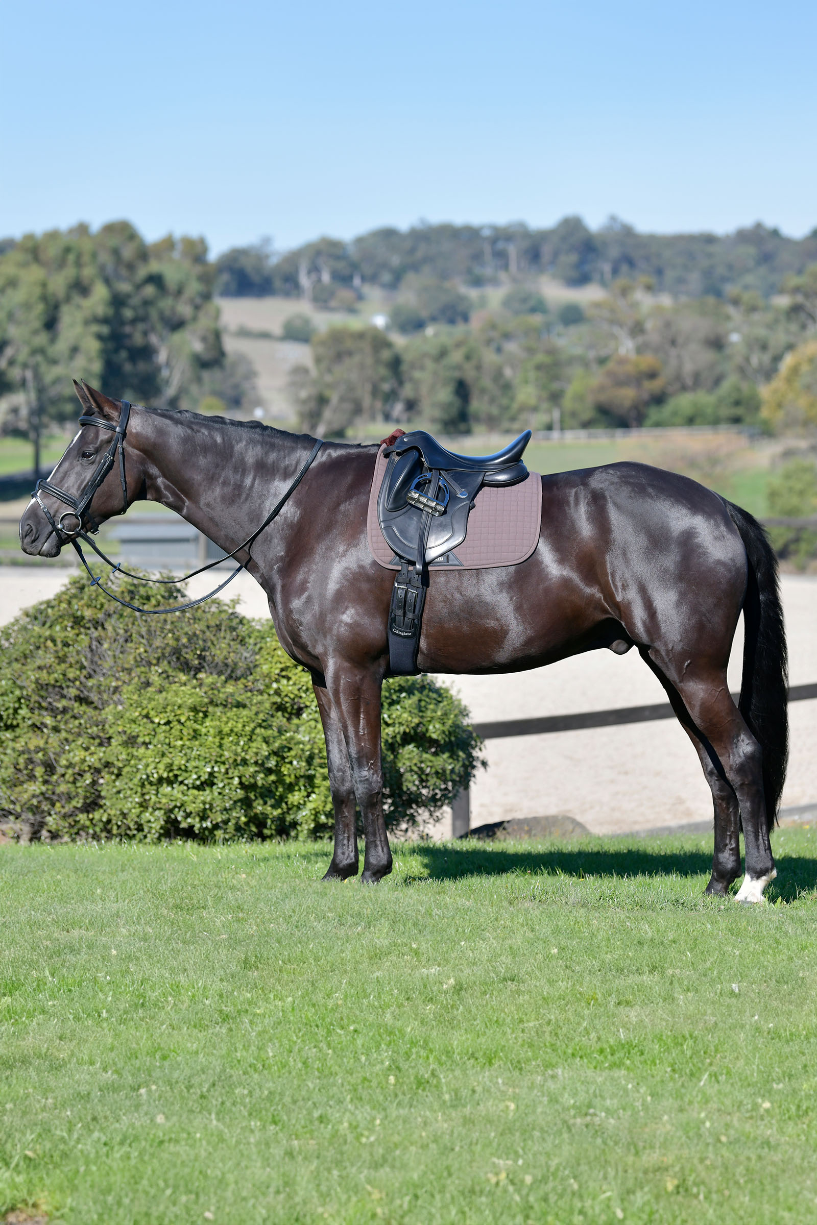 Weatherbeeta Prime Comfy Fleece Dressurschabracke