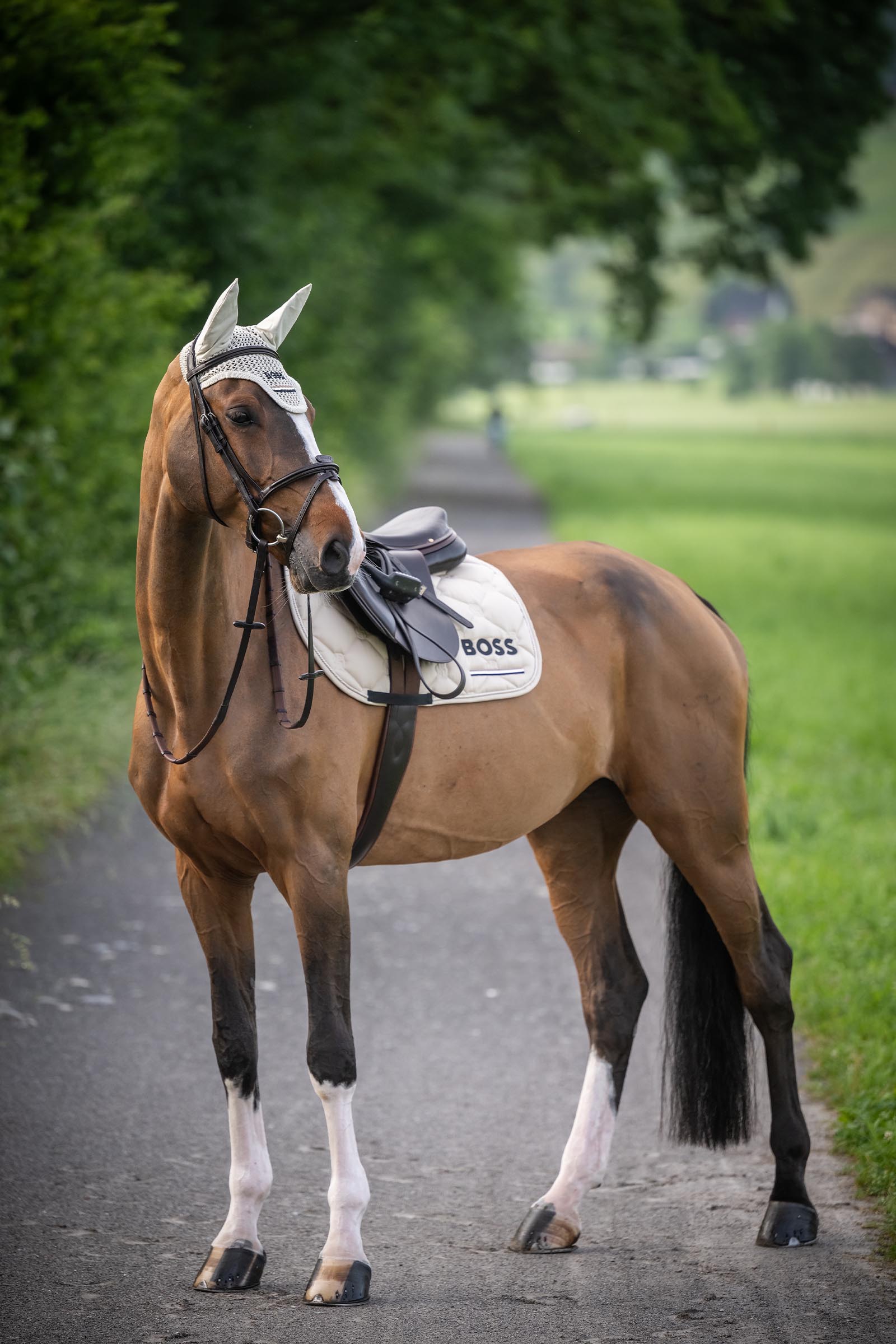 Boss Cheltenham Springschabracke