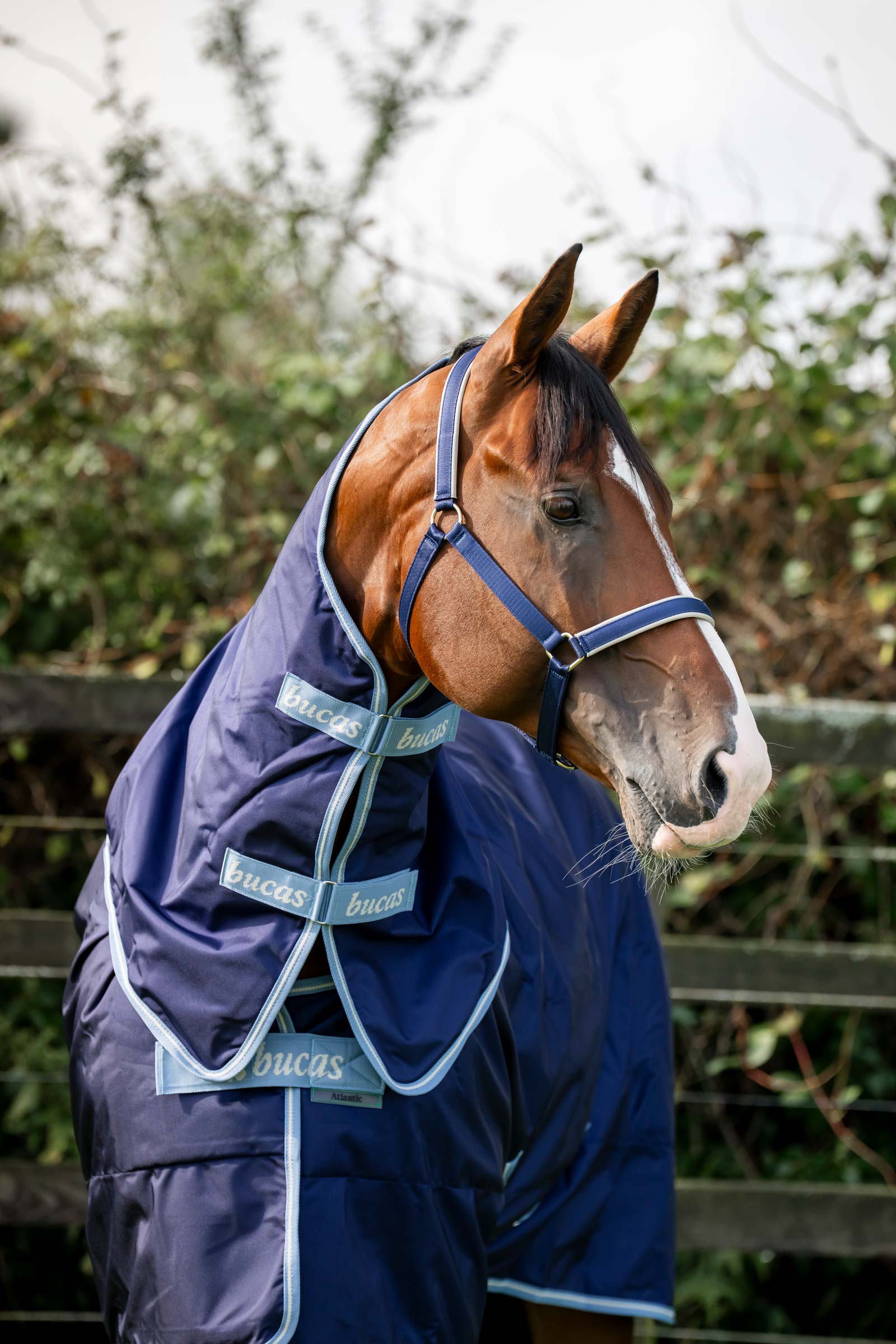 Bucas Atlantic Exclusive Decke & Halsteil Set, 150 g