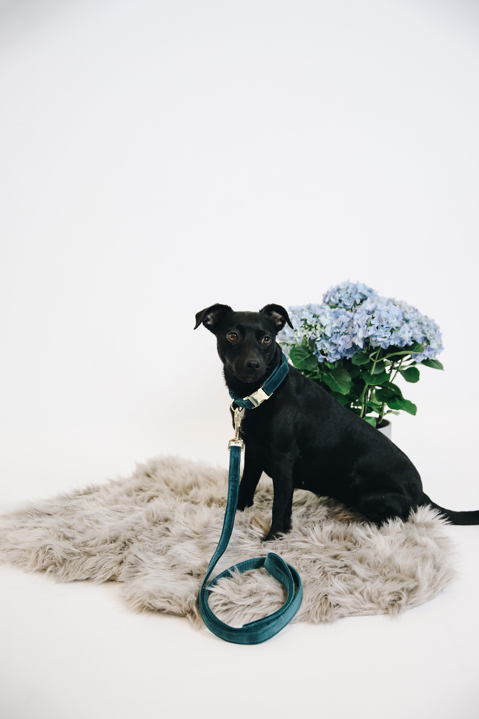 Kentucky Dogwear Hundeleine Velvet