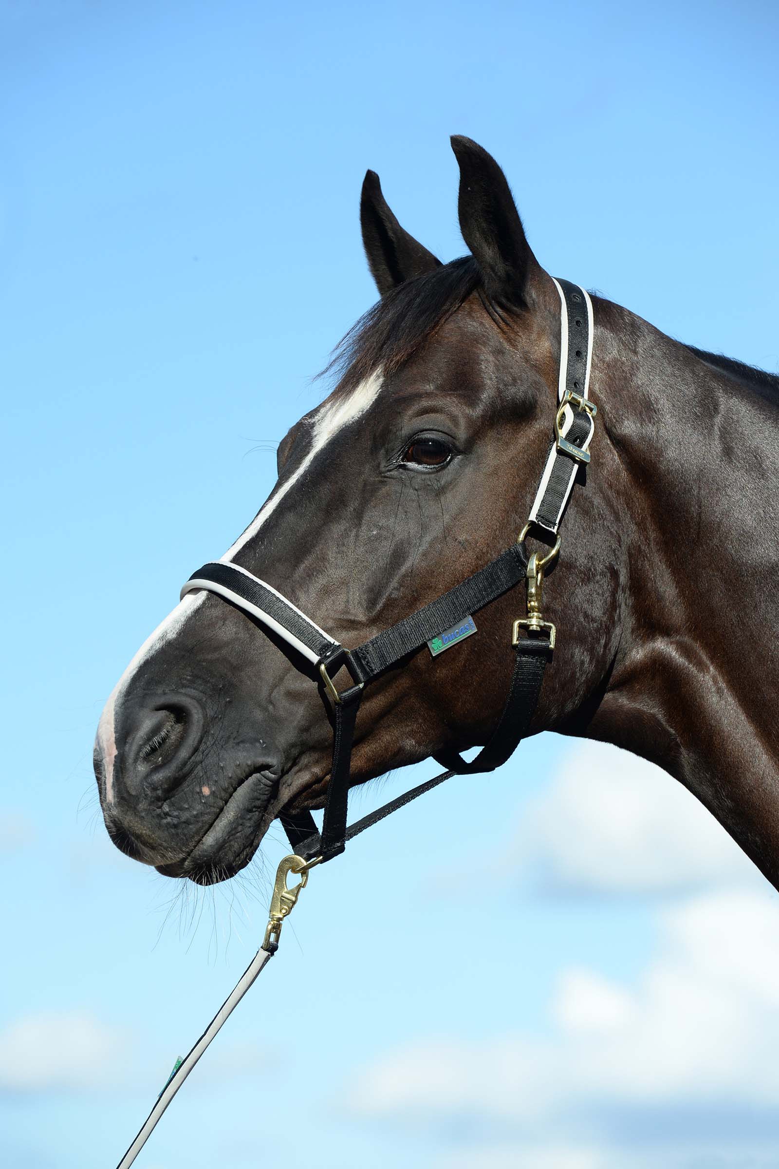 Bucas Dublin Gepolstertes Halfter