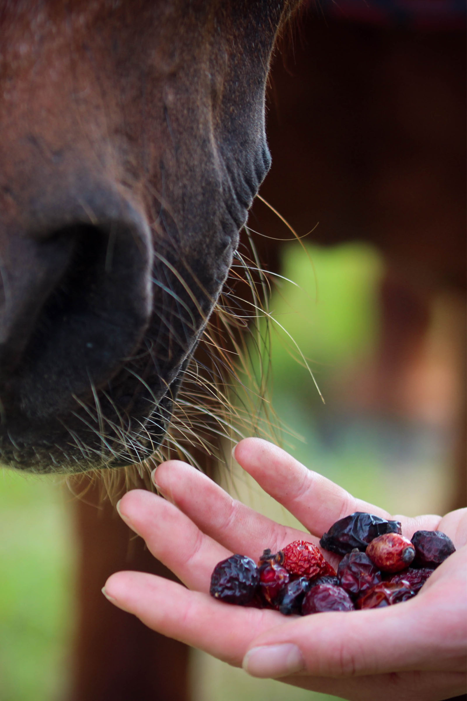 Stiefel Hagebutten ganze Früchte, 2500g