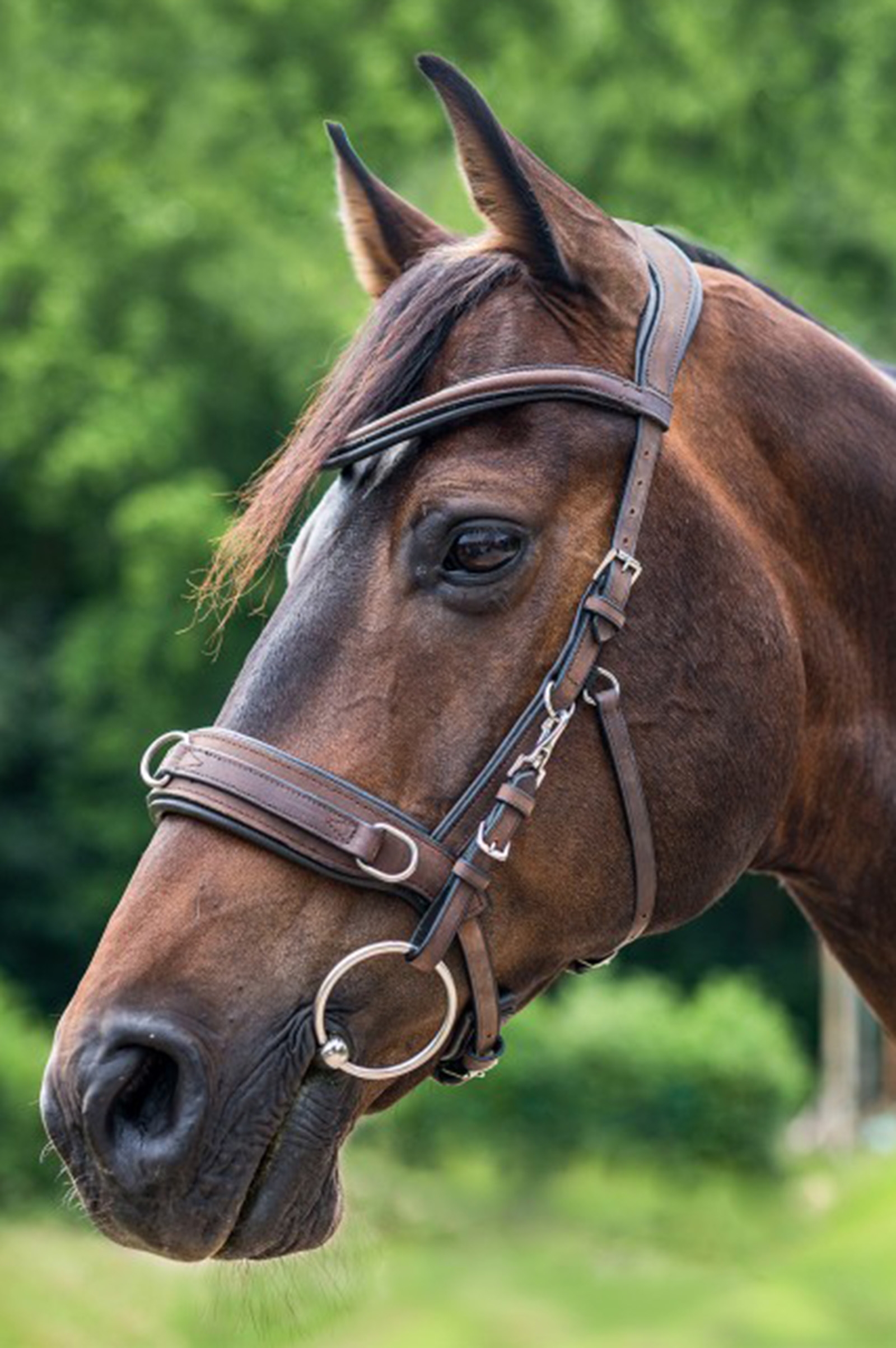 Waldhausen Anatomic Lederkappzaum