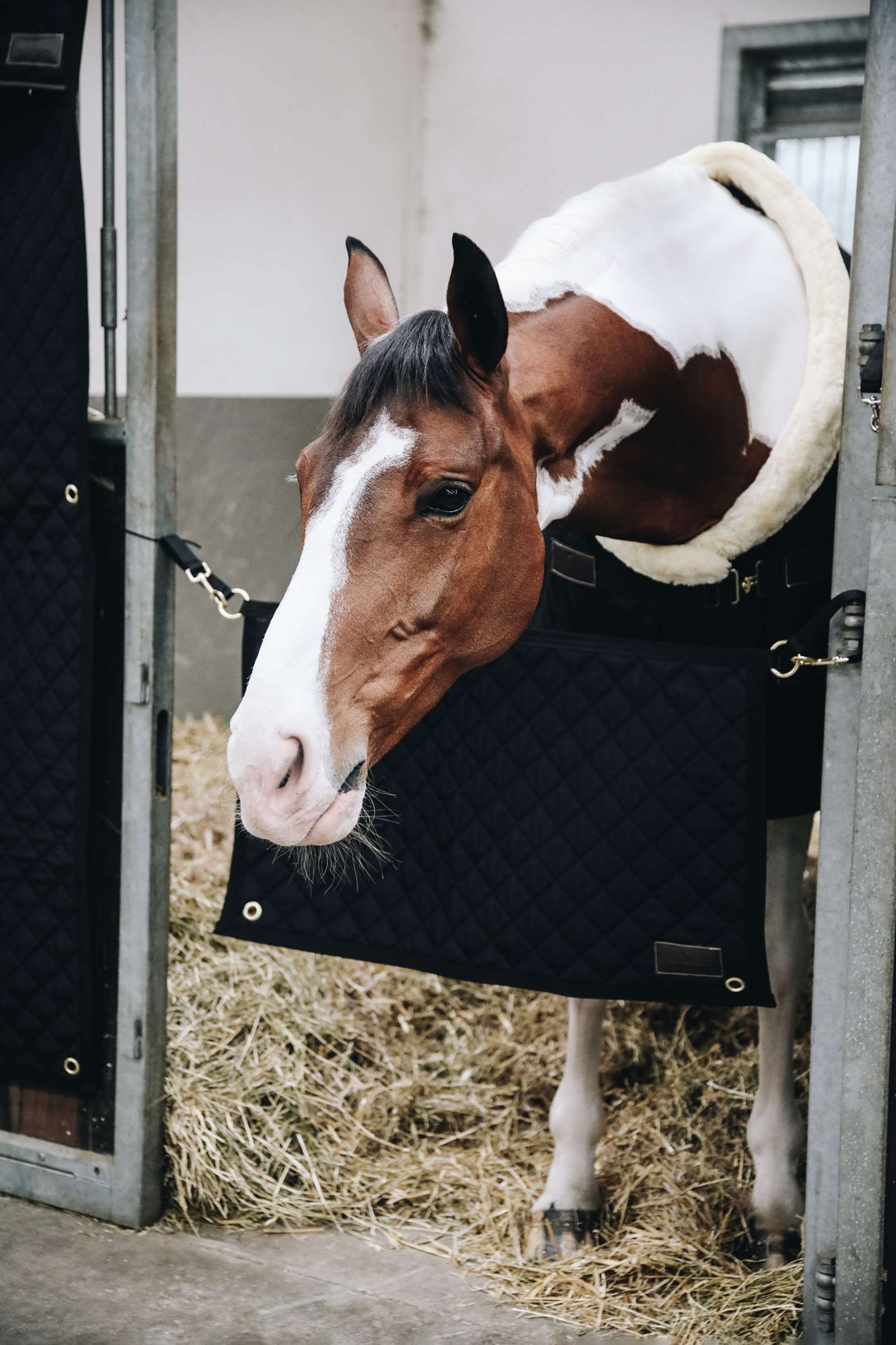 Kentucky Horsewear Boxentürvorhang