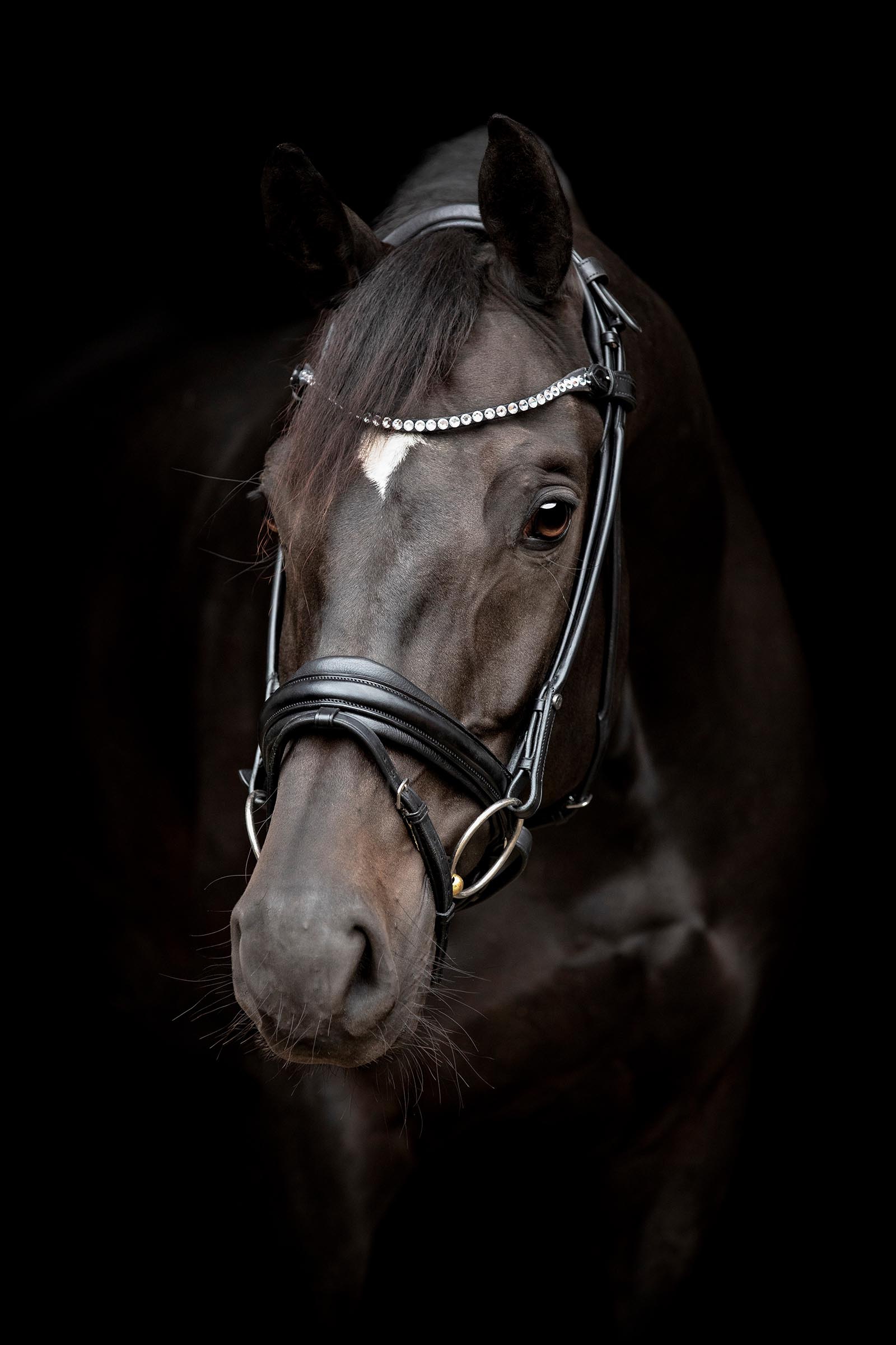 Catago Shay Rolled Bridle