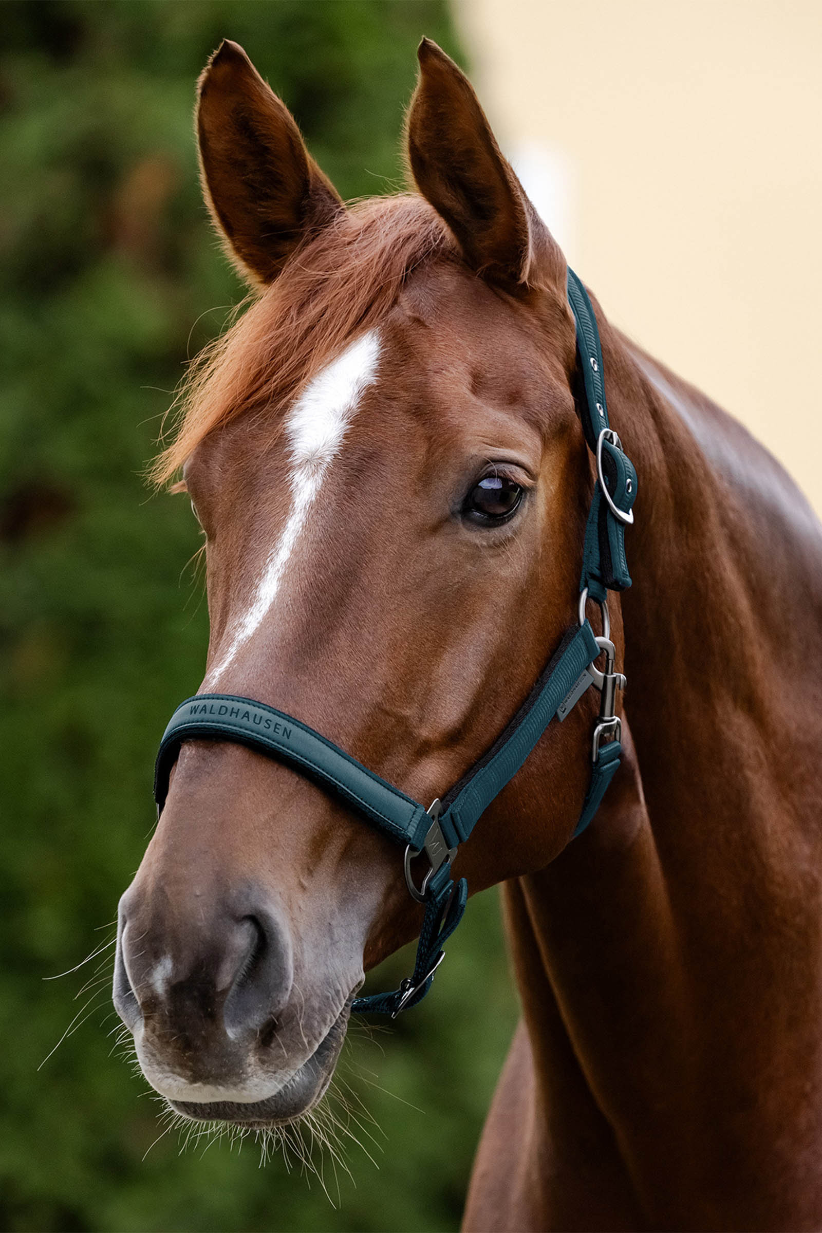 Waldhausen Athletic Halfter