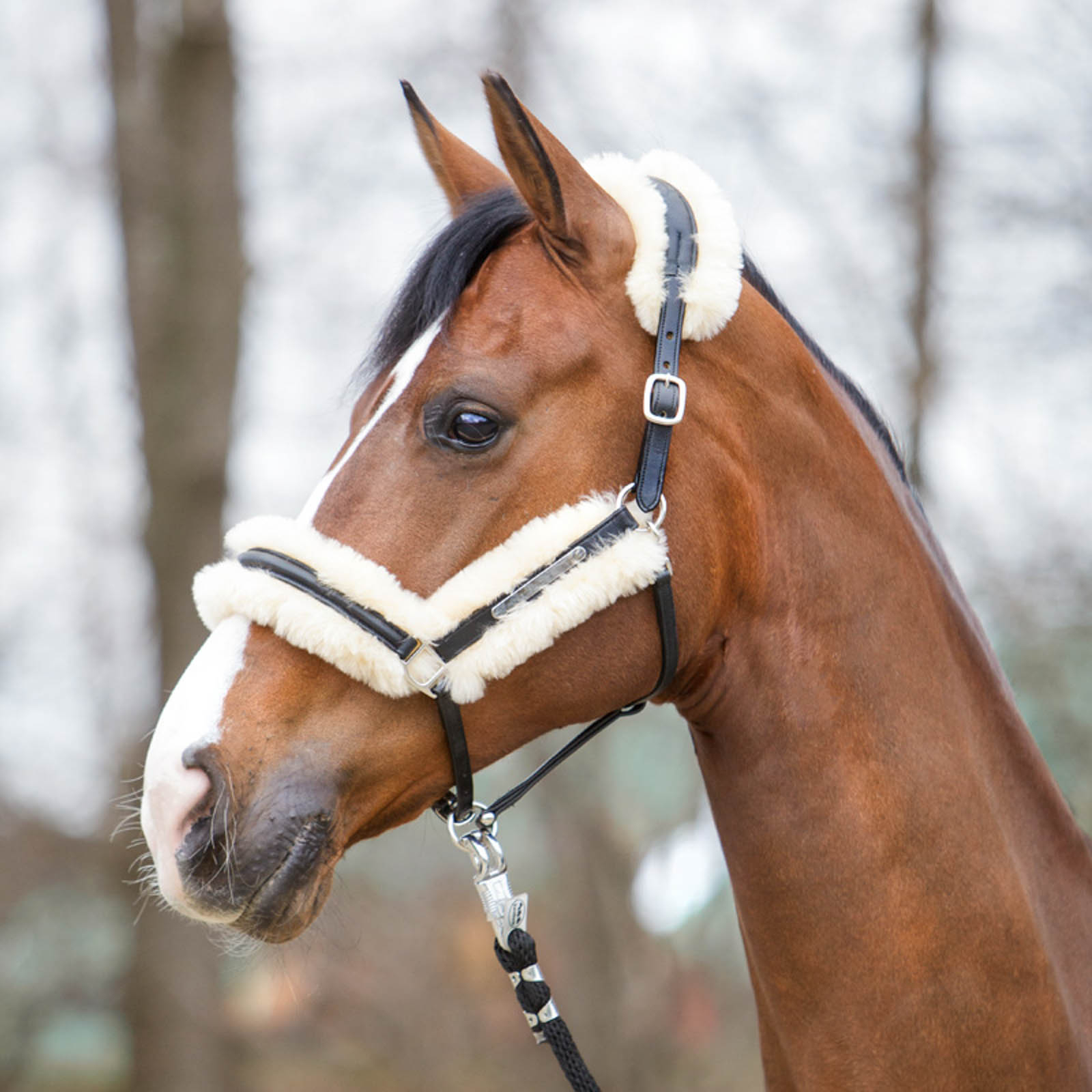 Kavalkade Marvellous Lederhalfter mit Lammfell