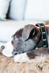 Kentucky Dogwear Hundehalsband mit Perlen