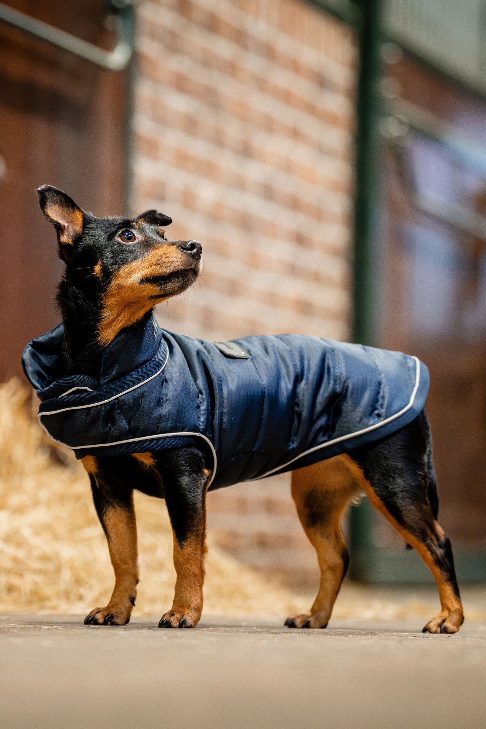 Horseware Signature Hundemantel