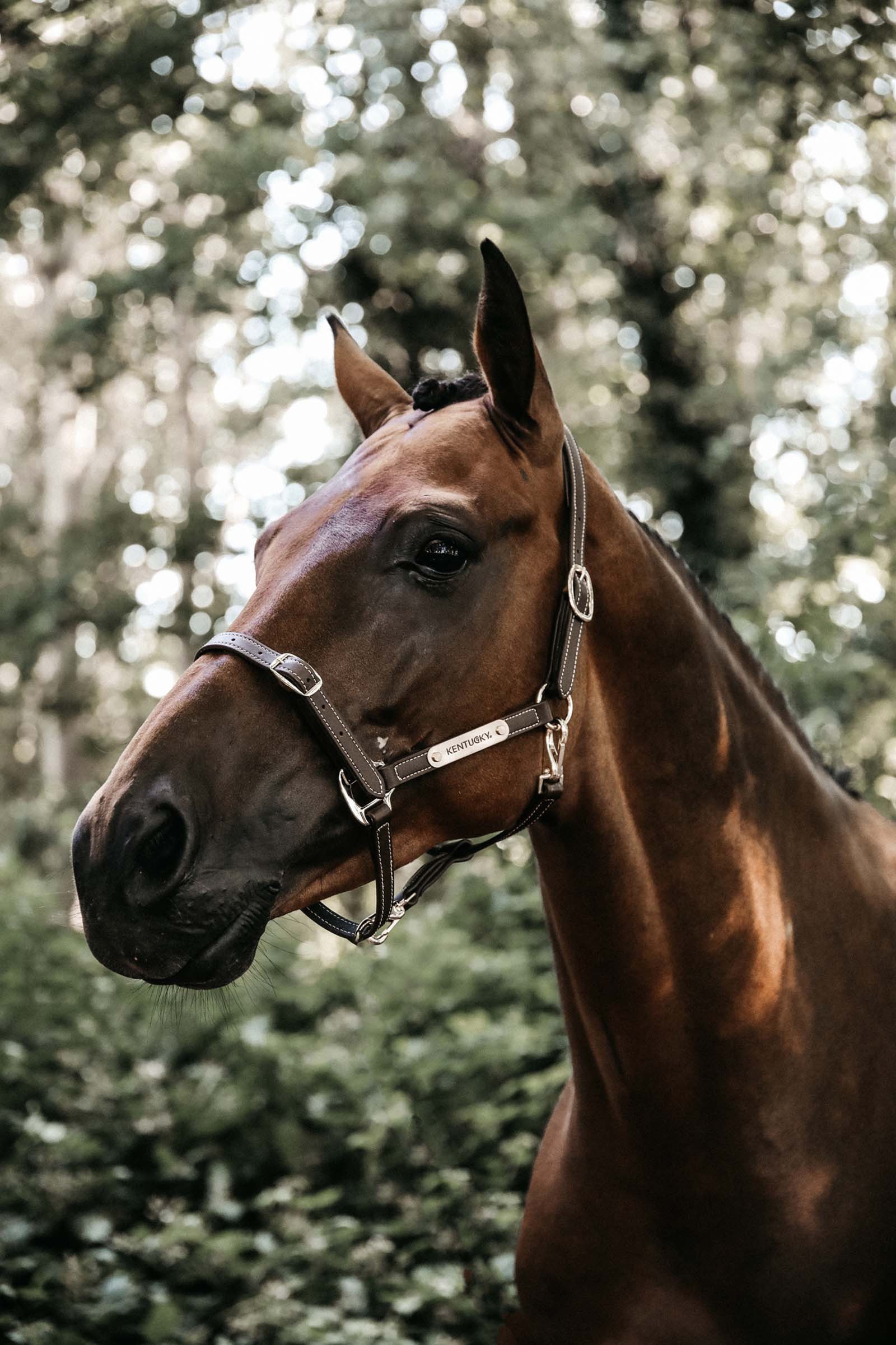 Kentucky Horsewear Flexible Lederhalfter Genickstück