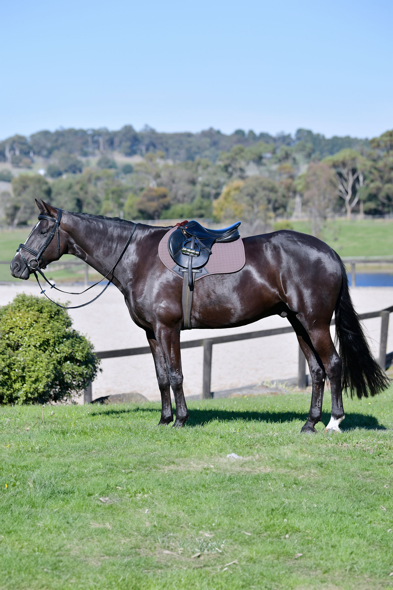 Weatherbeeta Prime Comfy Fleece Springschabracke